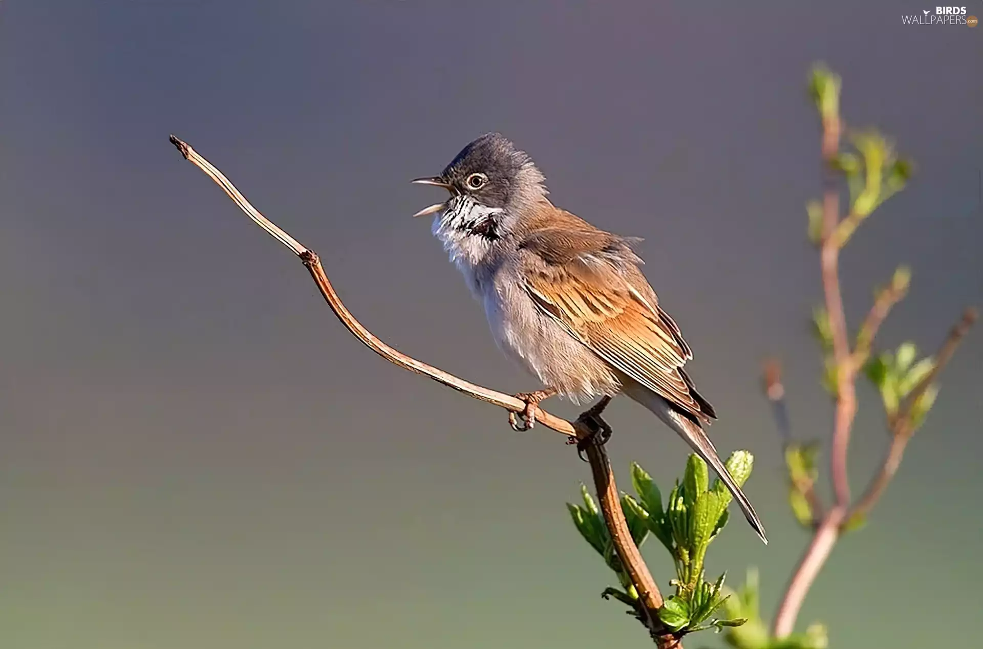 whitethroat