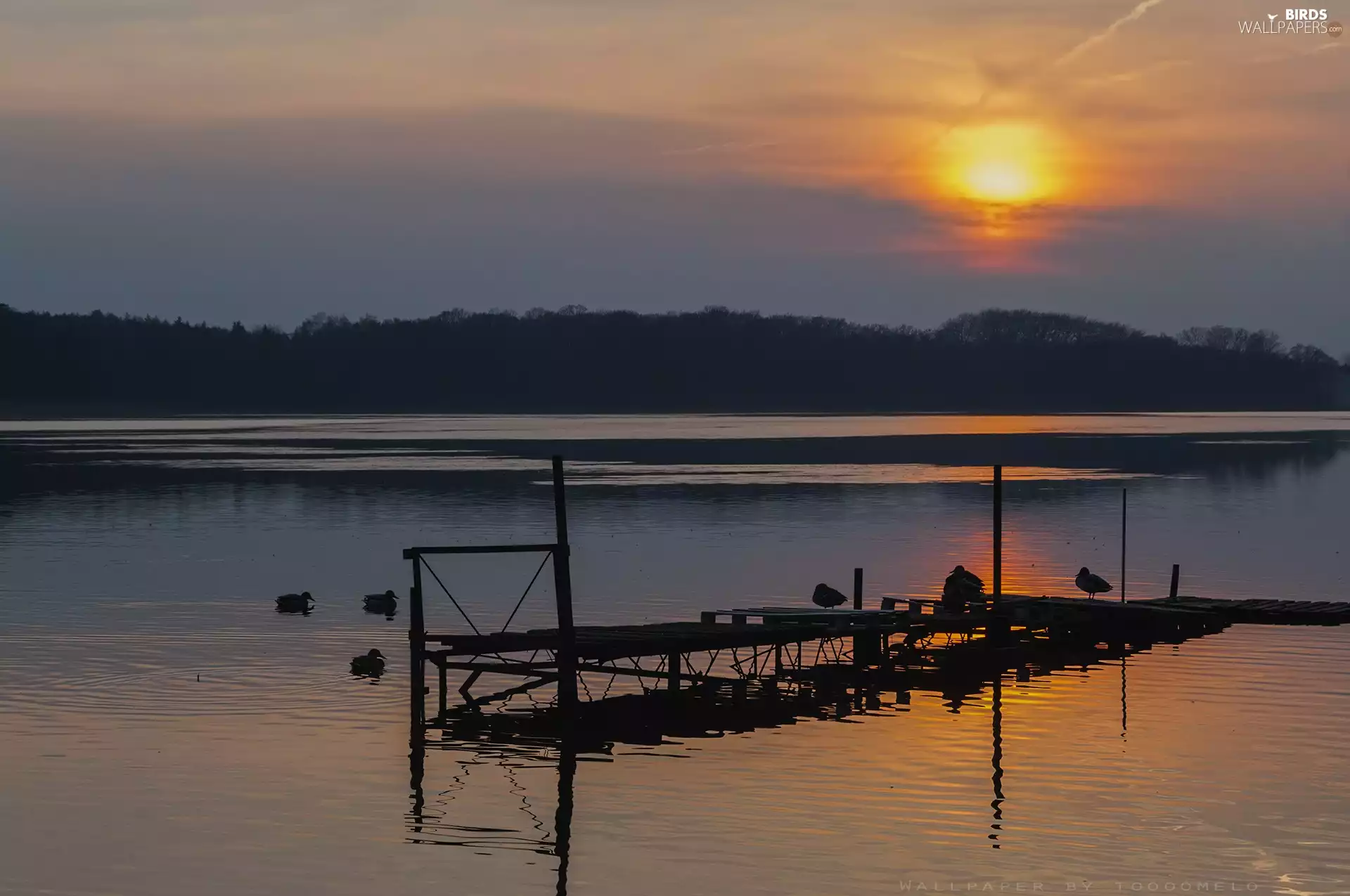 Great Sunsets, Lake Lusowskie, birds, ducks, Platform, Wielkopolska
