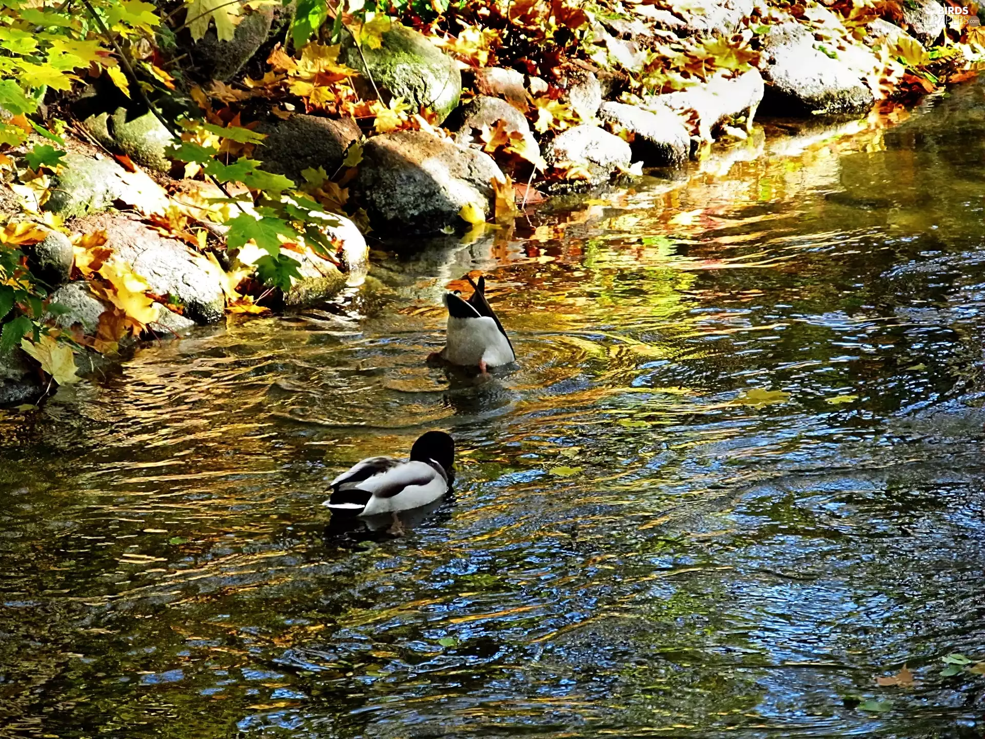 ducks, River, Stones, wild