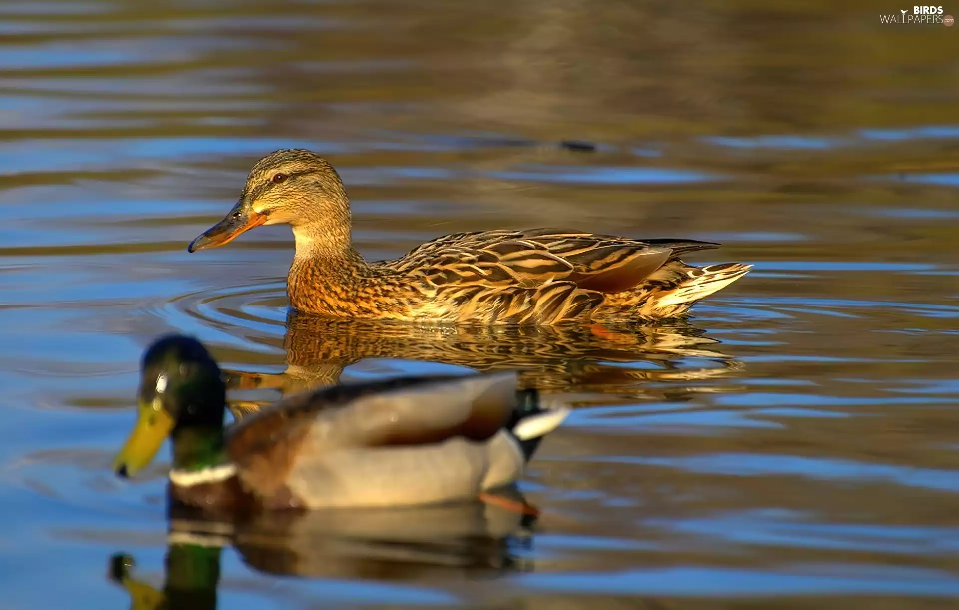 Two, ducks, water, wild