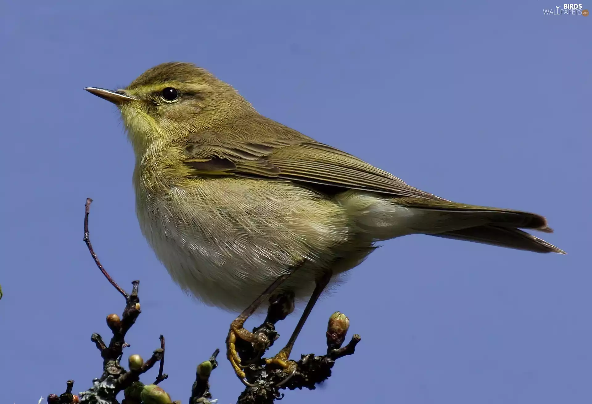 Willow Warbler, Twigs