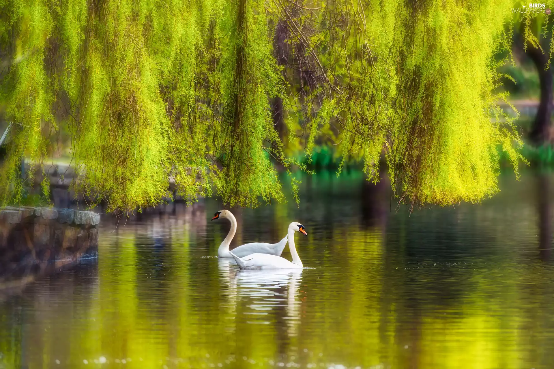 Swan, Park, viewes, Willow, trees, Pond - car