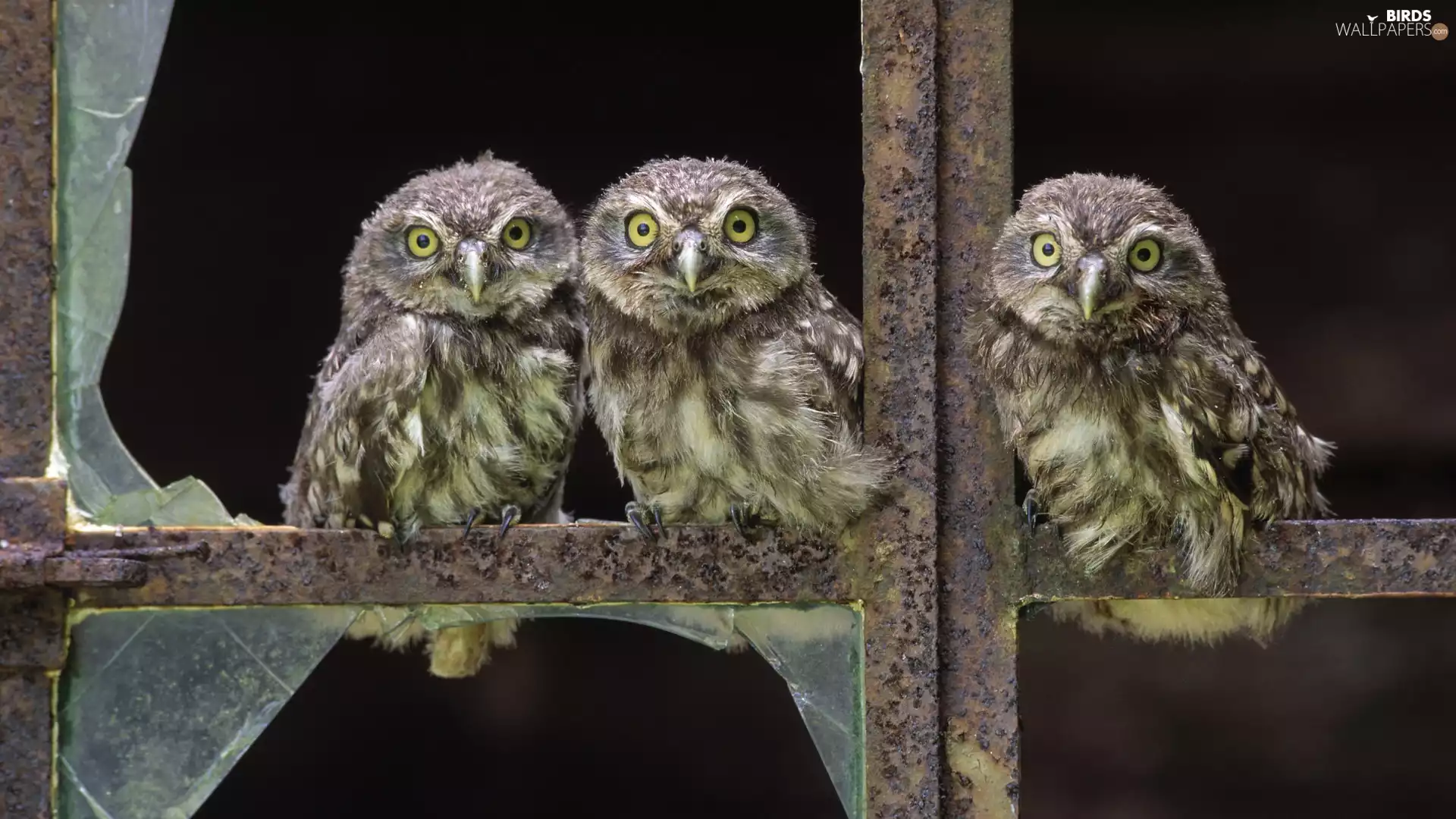 Window, Owls, minted