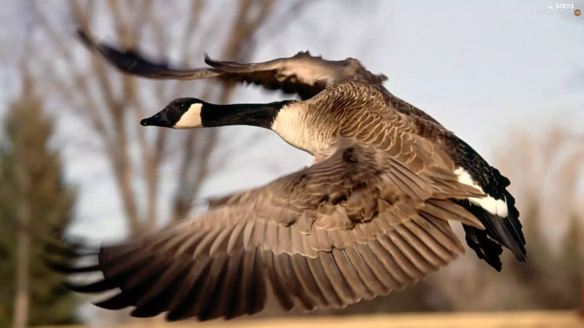 wings, goose, Canadian