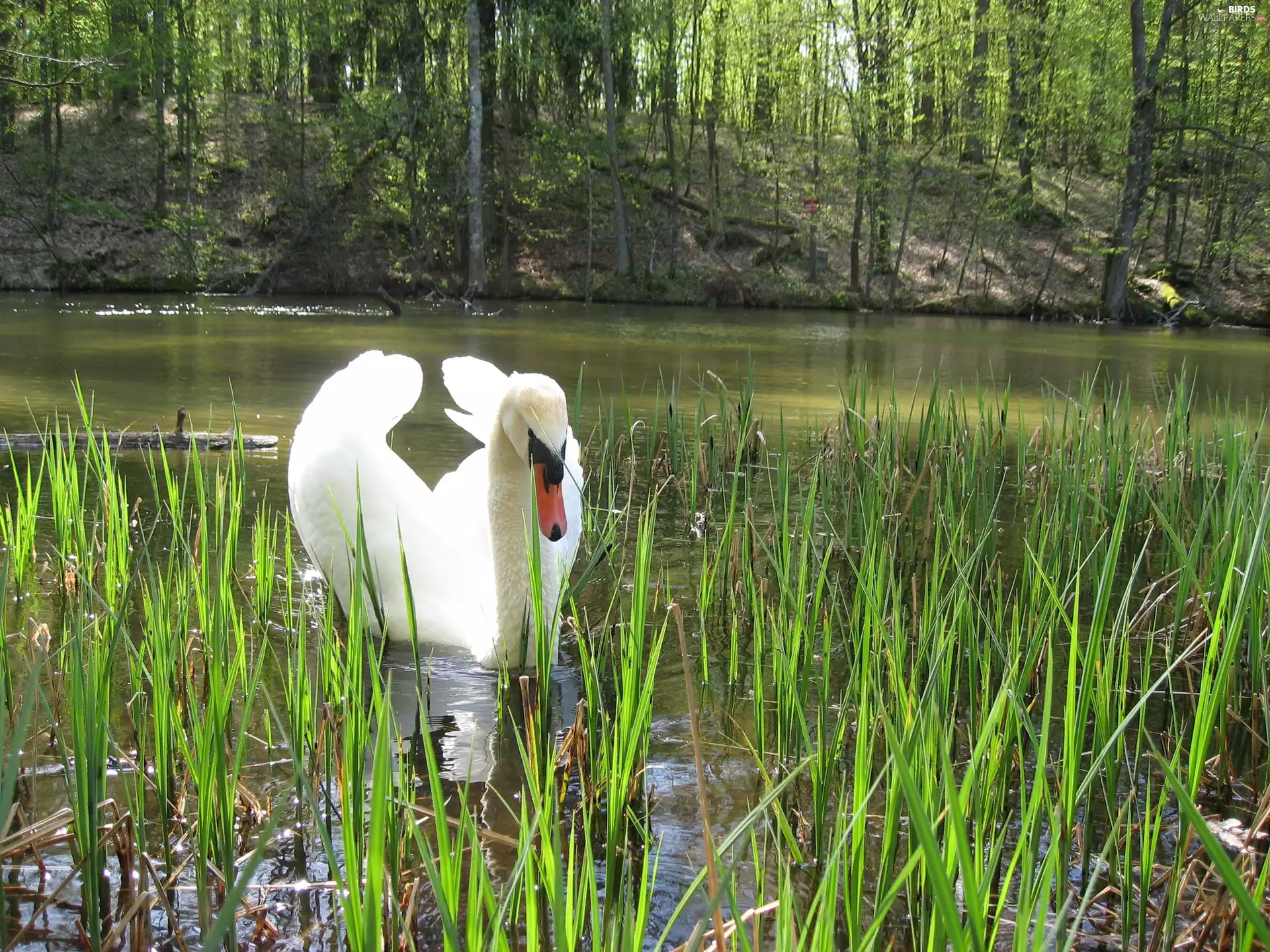 Cane, mute Swan, wings
