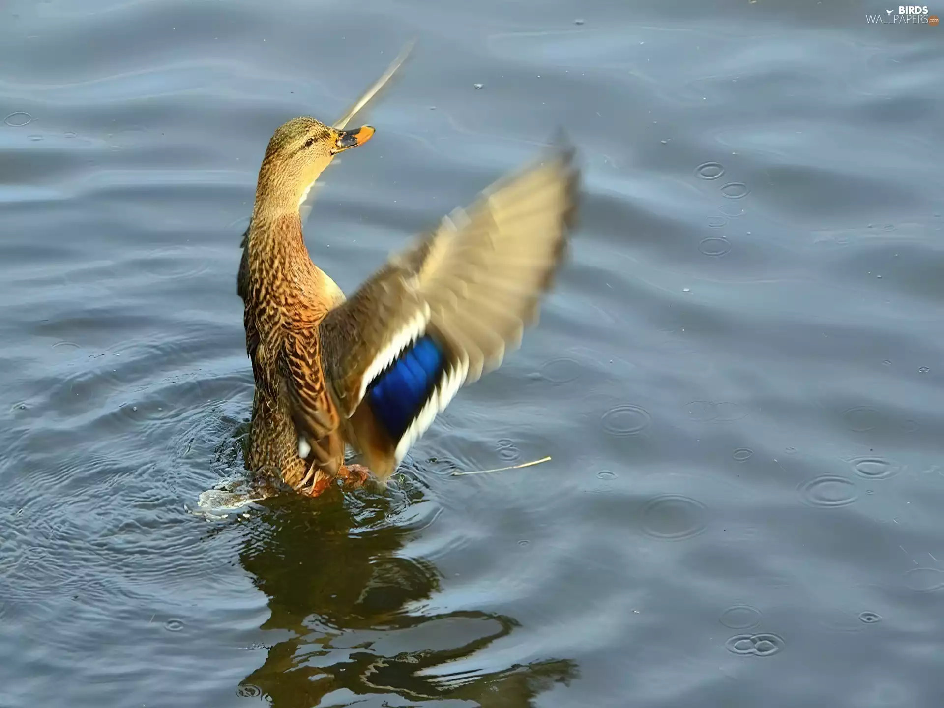 quiver, wings, duck, water, Wild