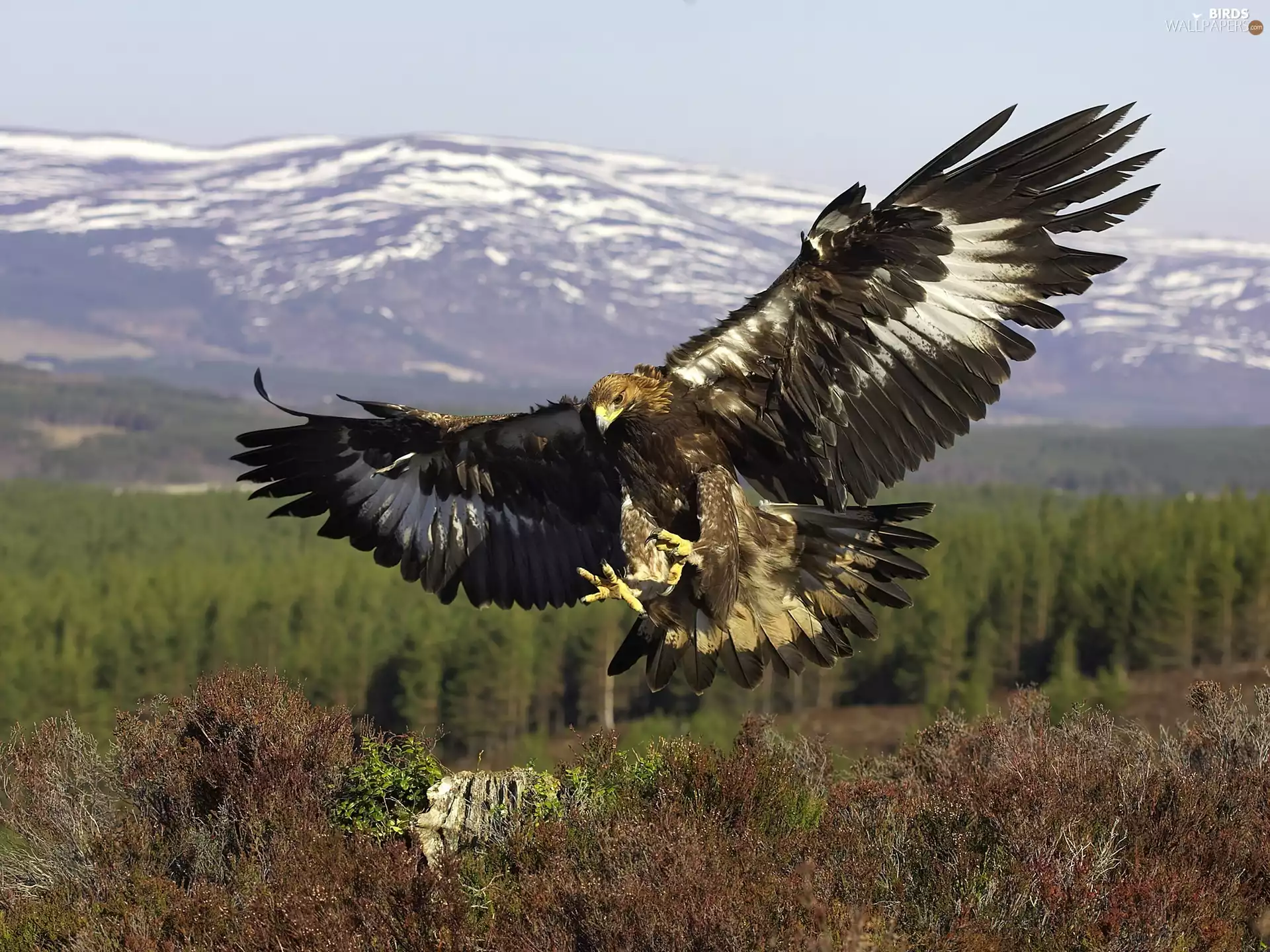 eagle, claws, flight, wings