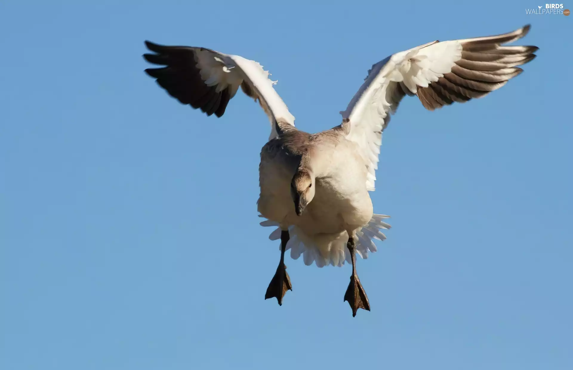 wings, goose, flight