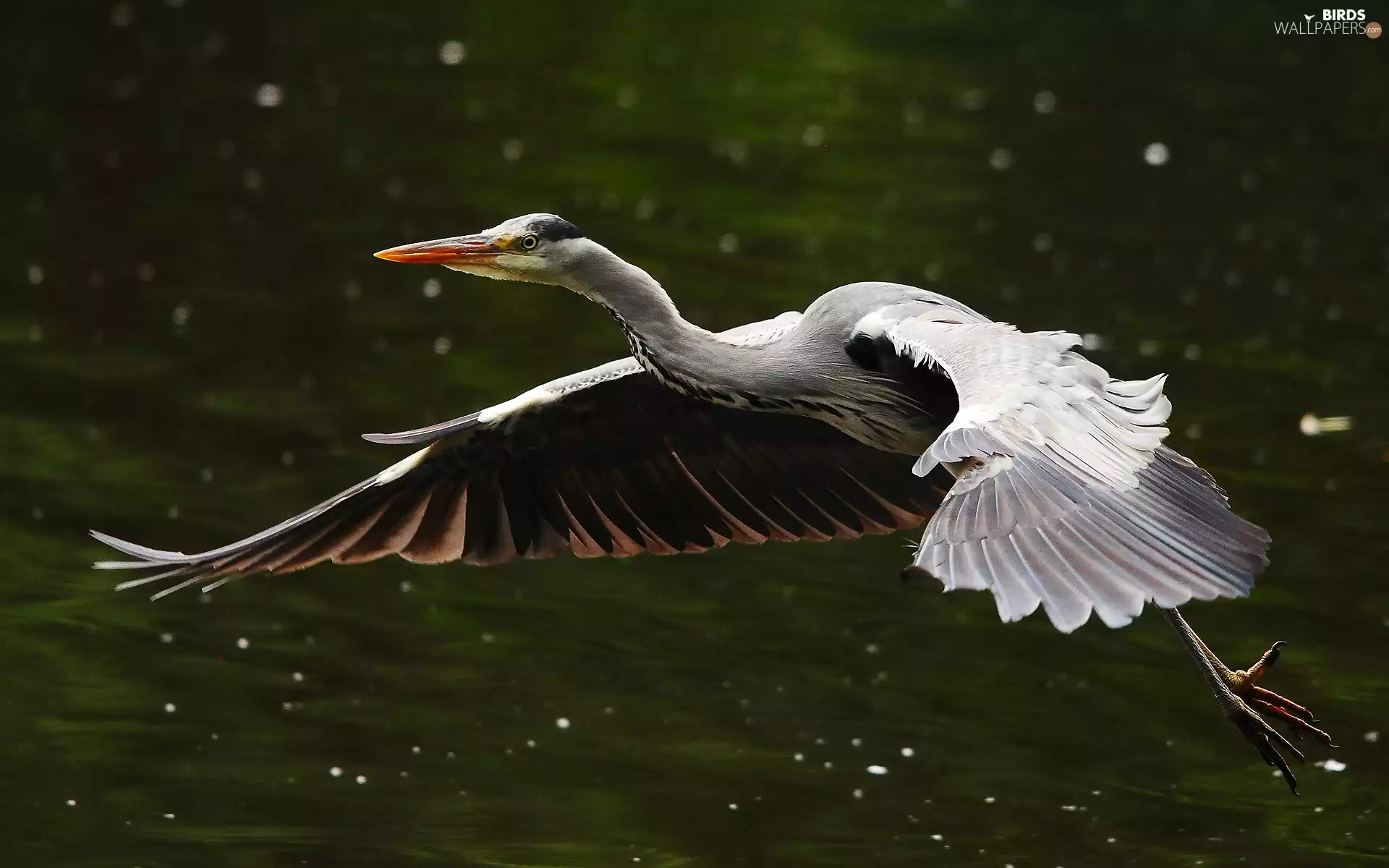wings, heron, flight