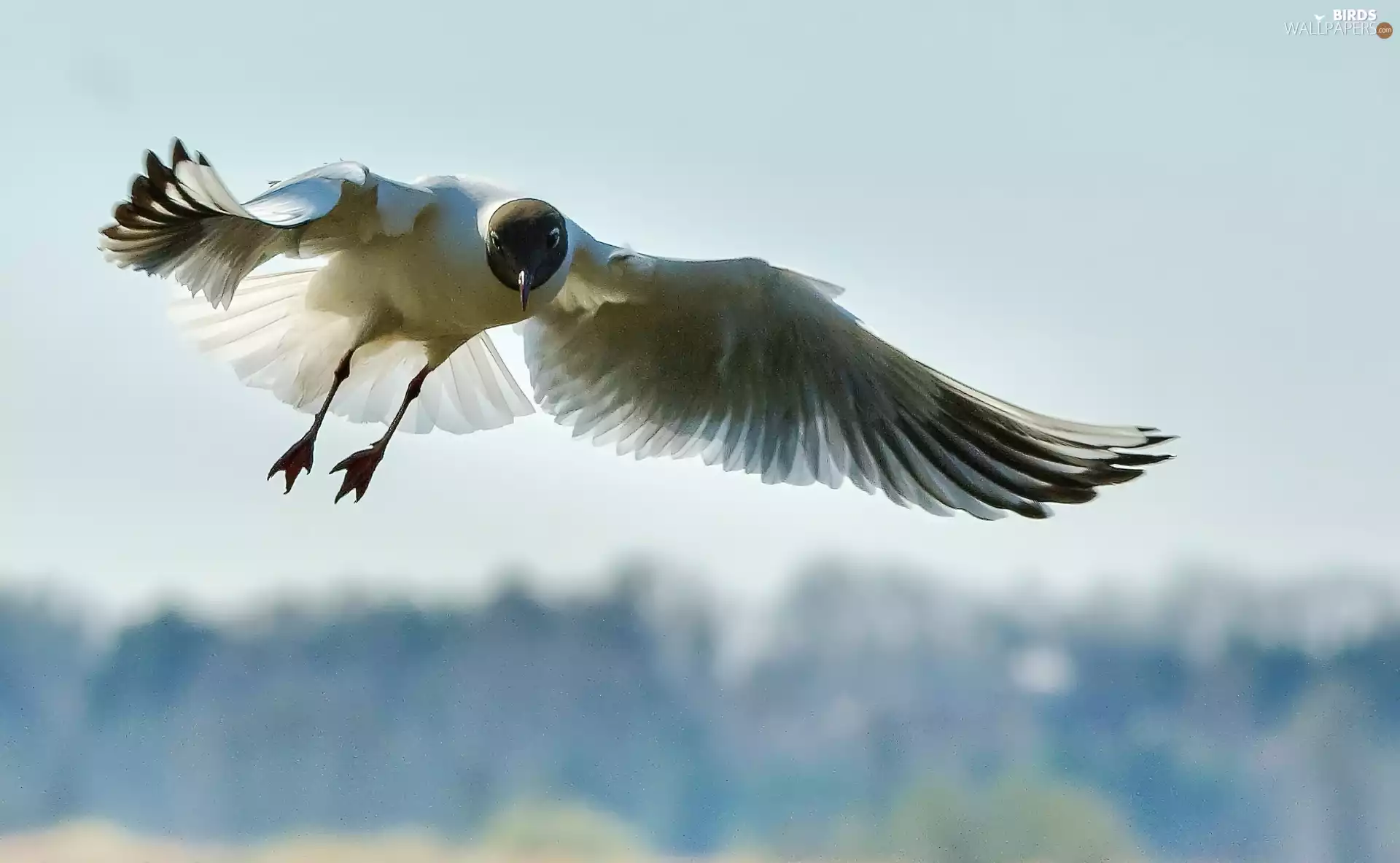 wings, seagull, flight