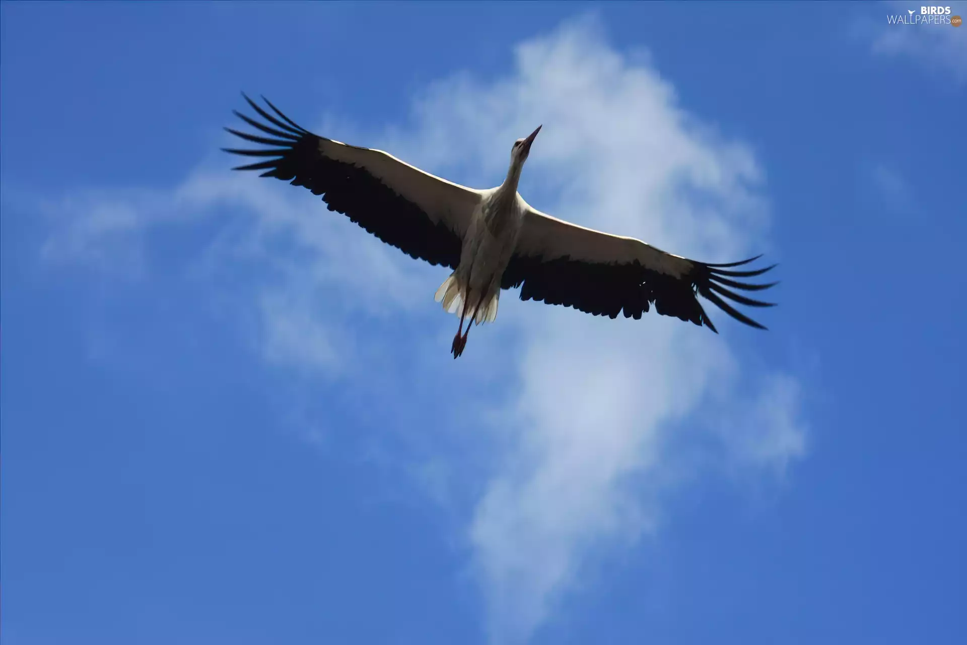wings, stork, flight