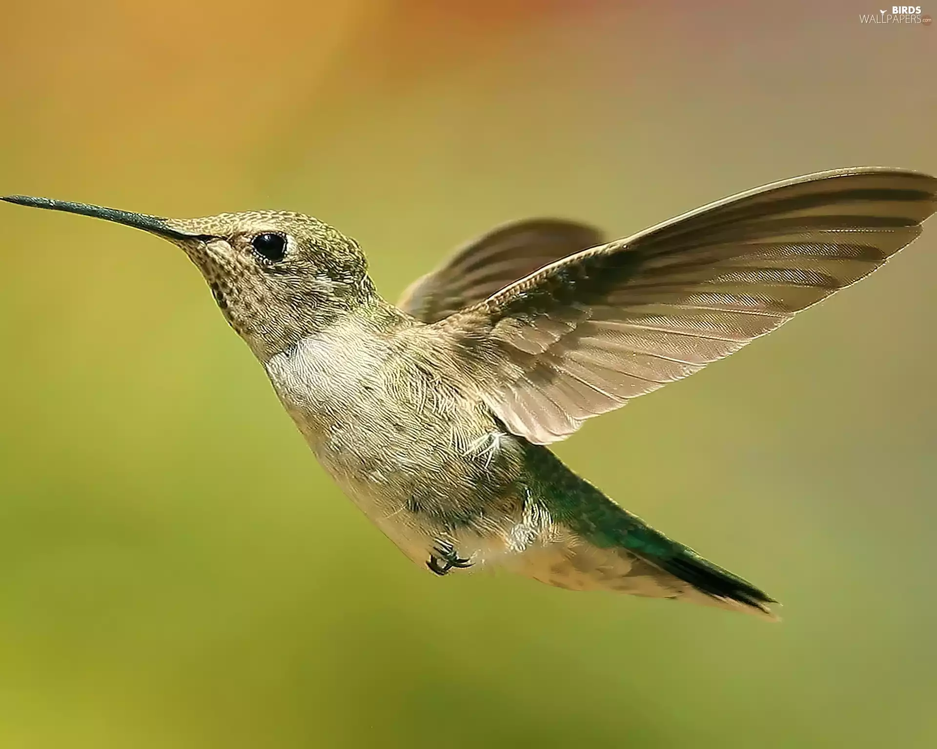 wings, Hummingbird, nose