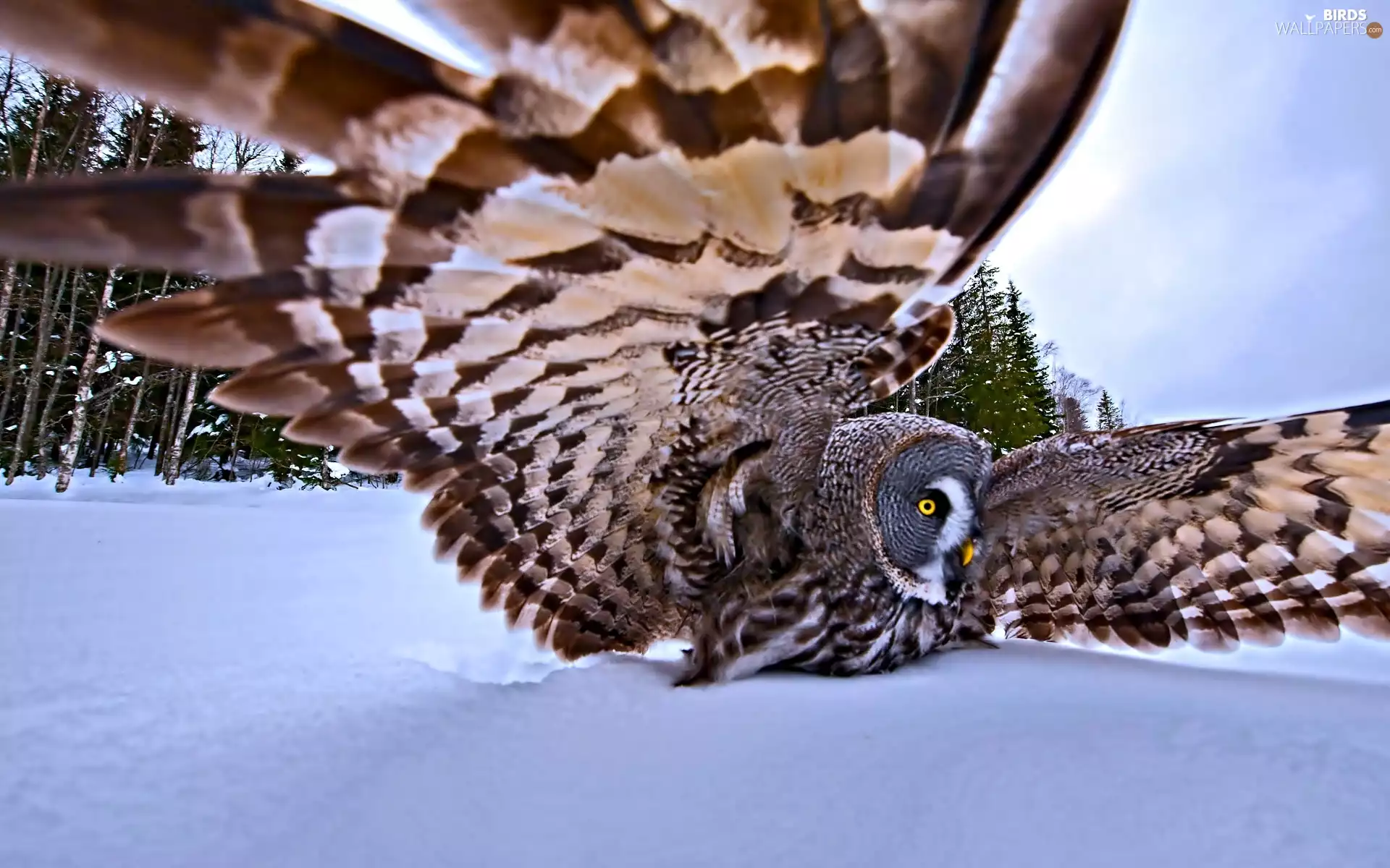 owl, winter, forest, wings