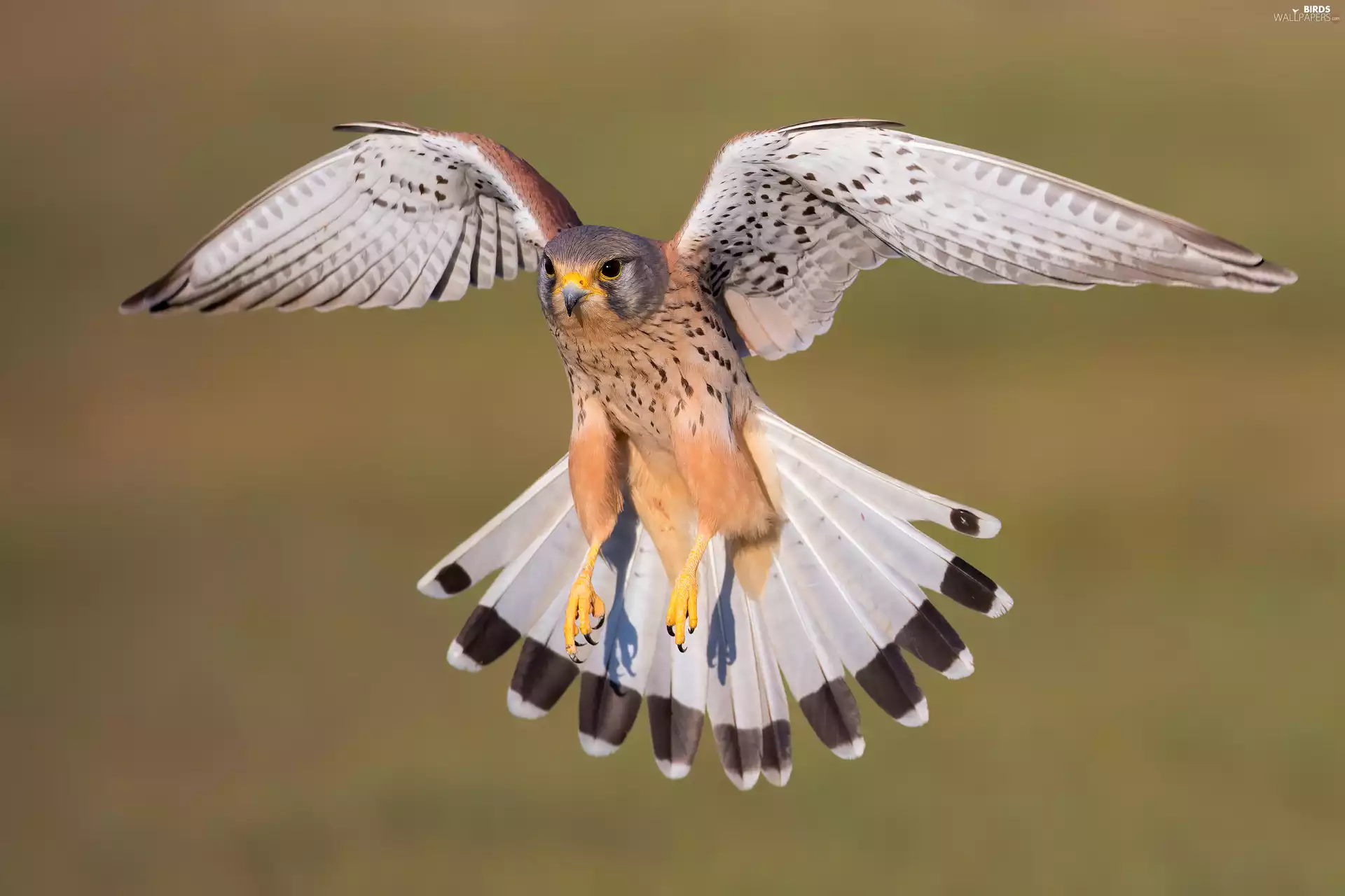 Bird, wings, rapprochement, Common Kestrel