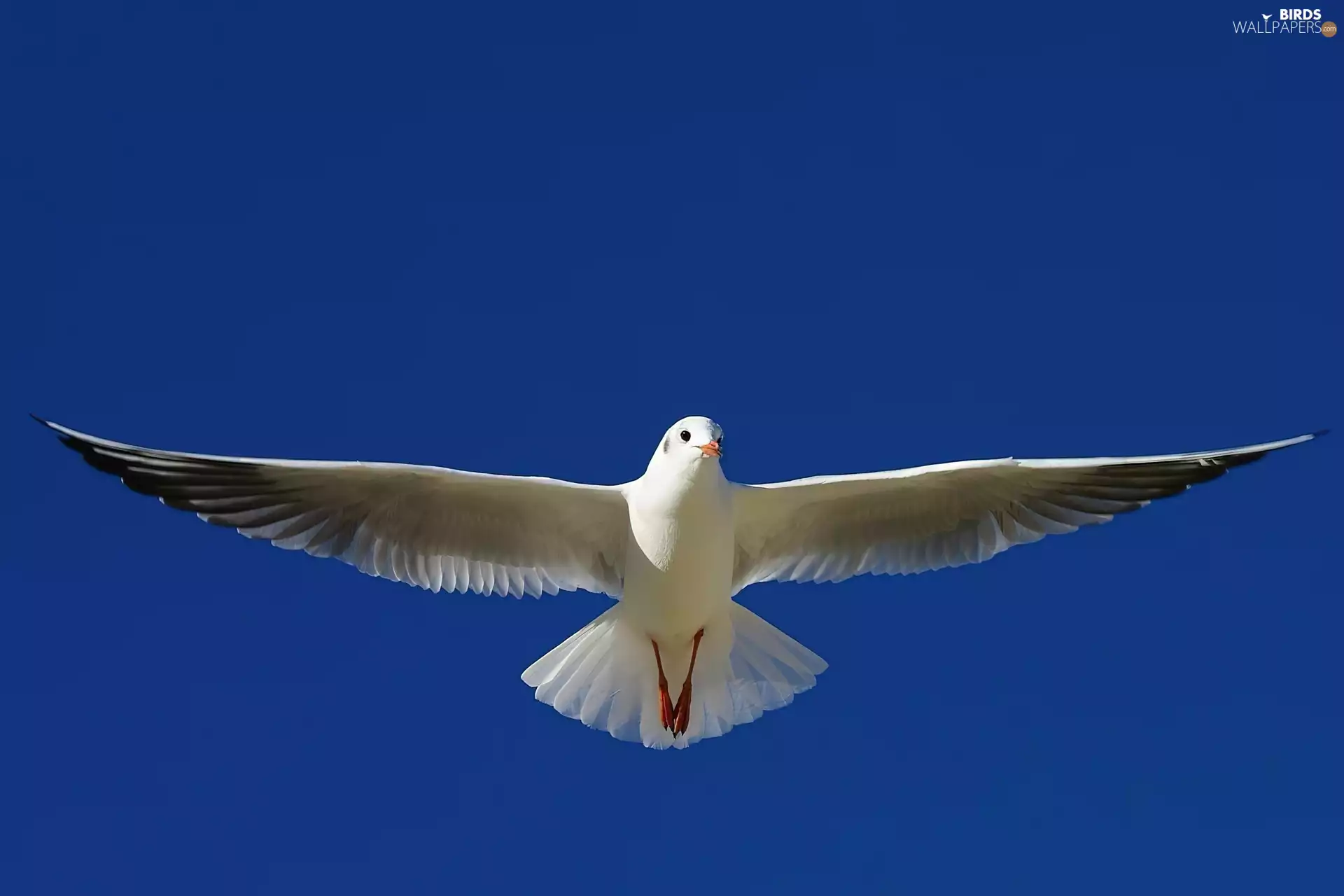 seagull, flight, Sky, wings