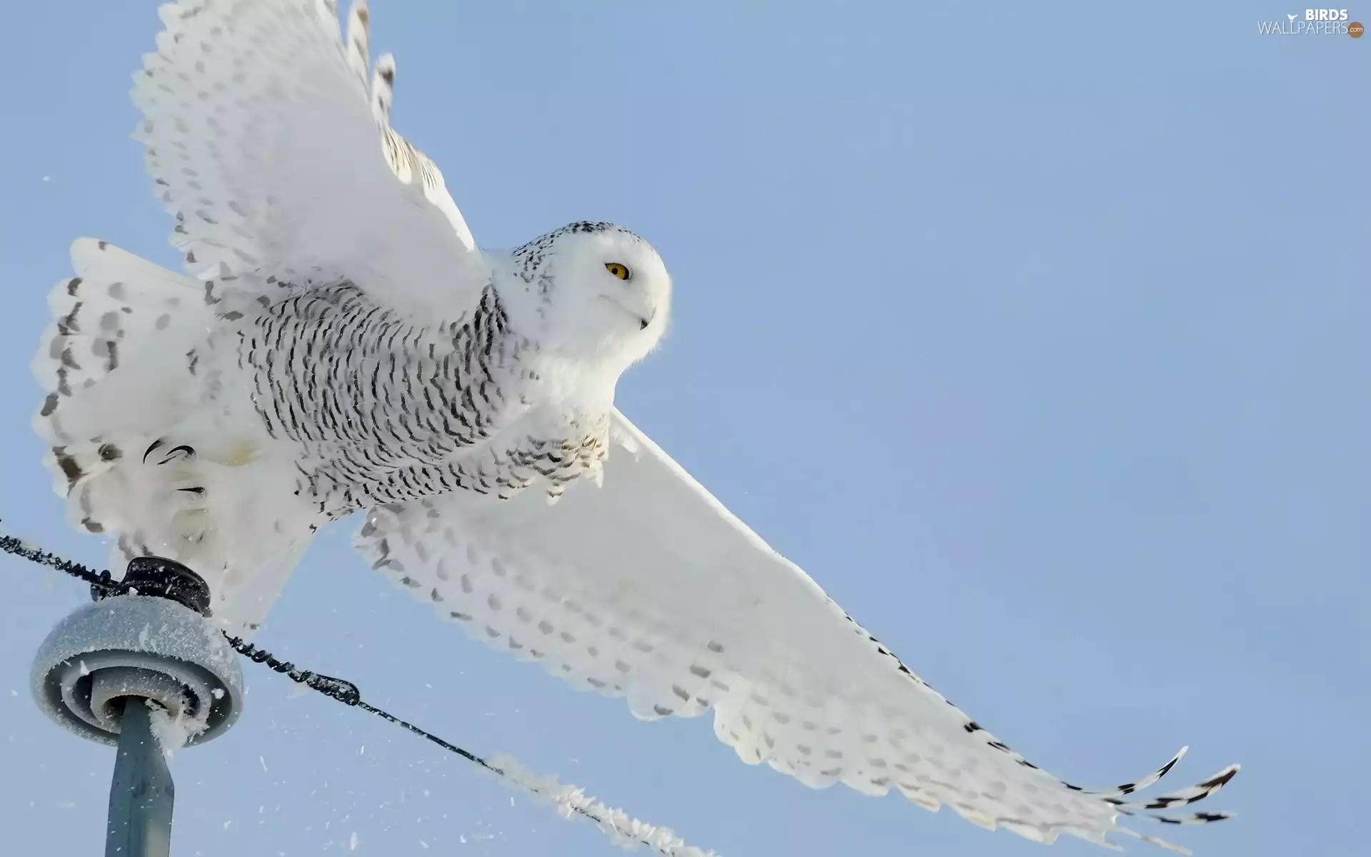 wings, owl, snow