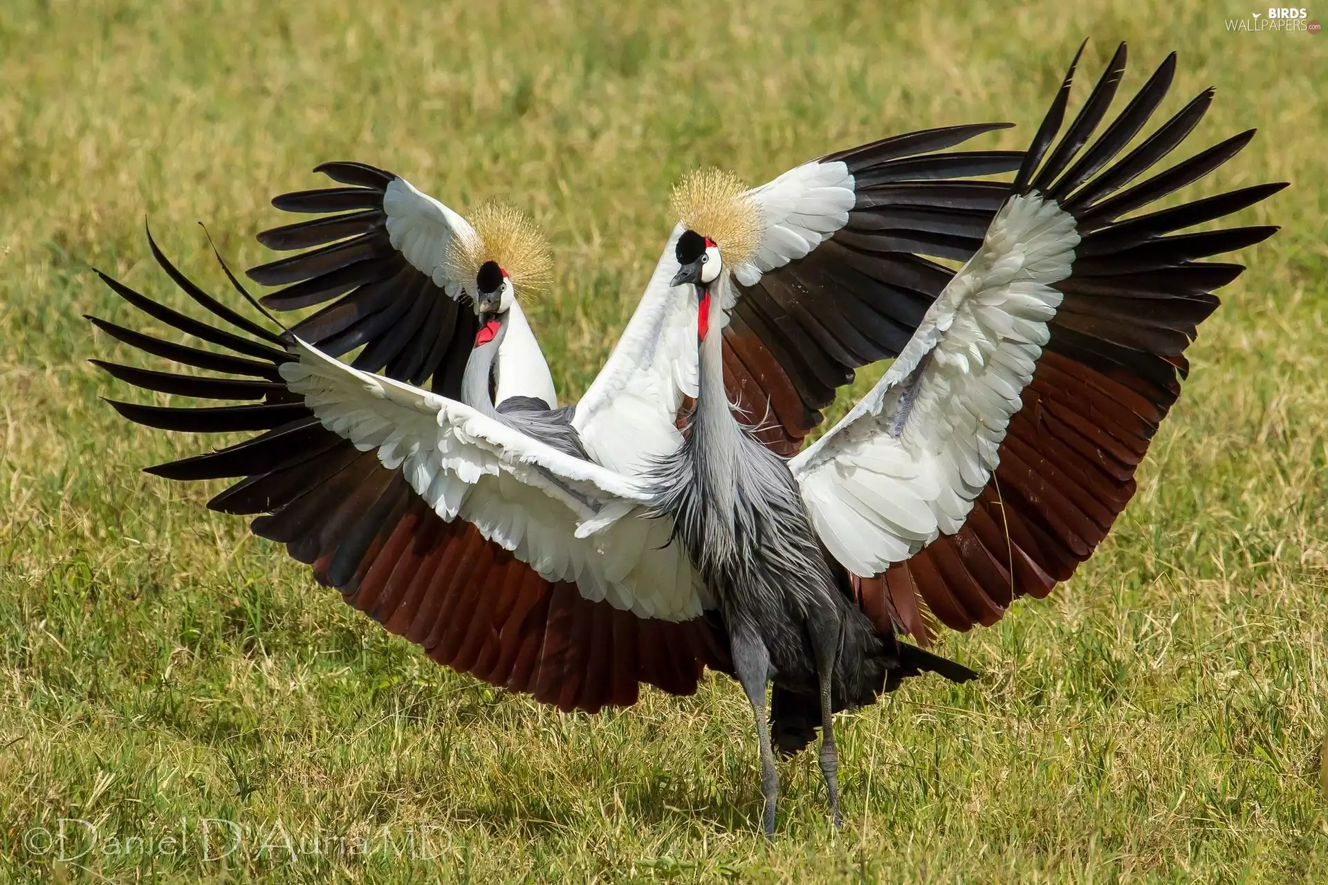 wings, cranes, spread