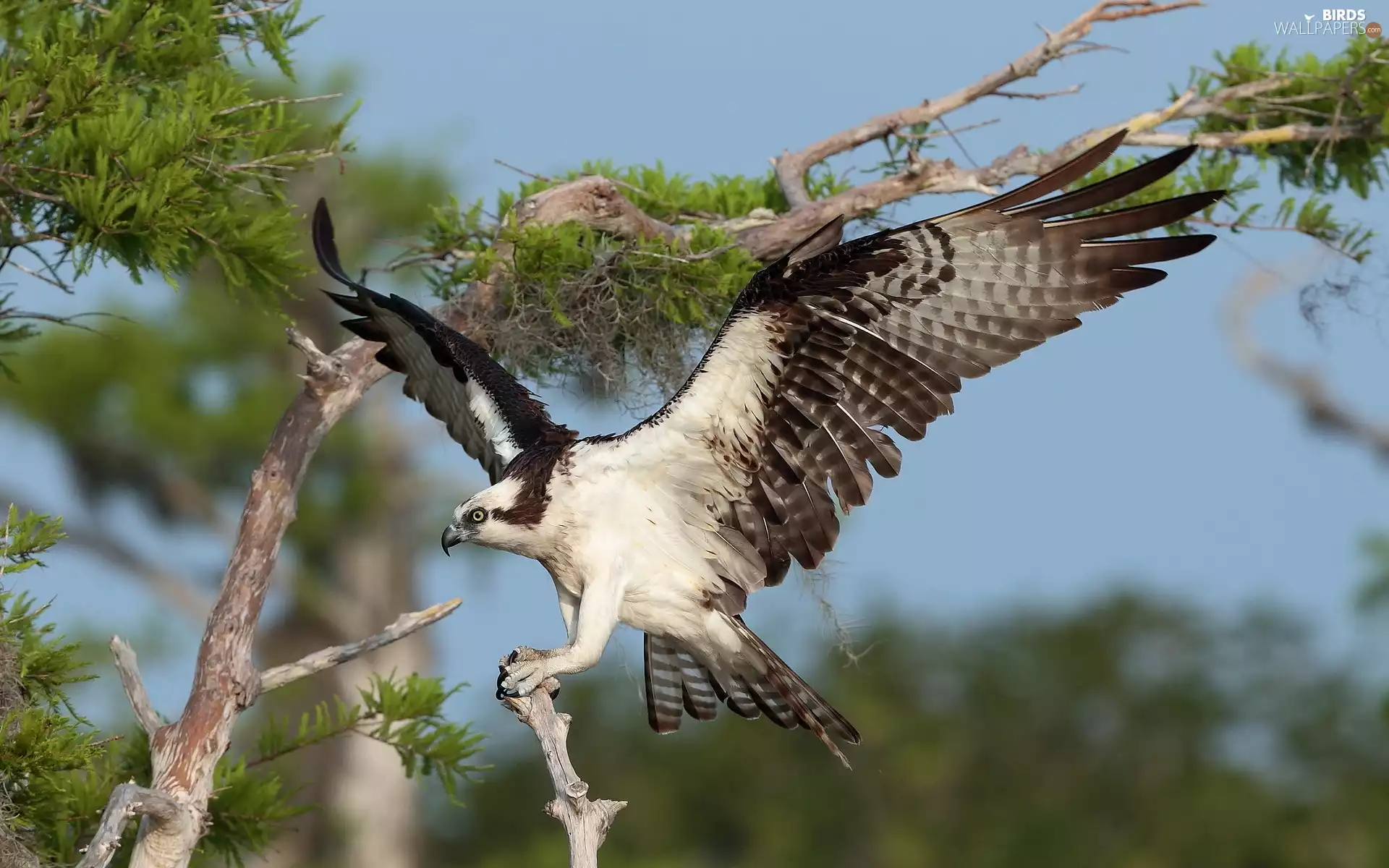 wings, osprey, spread