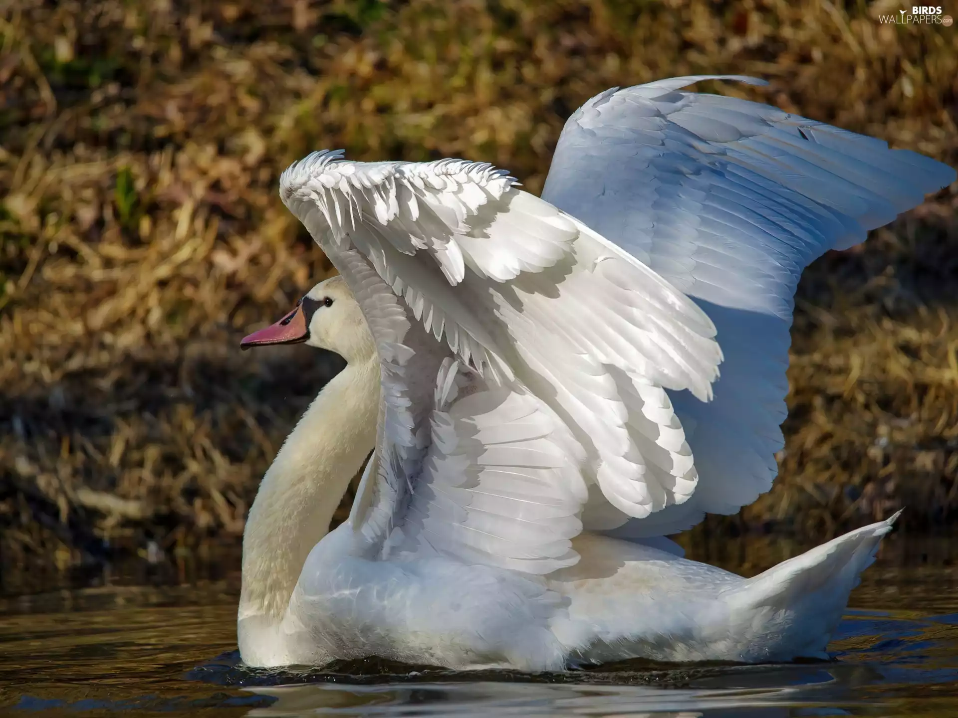 wings, swan, spread