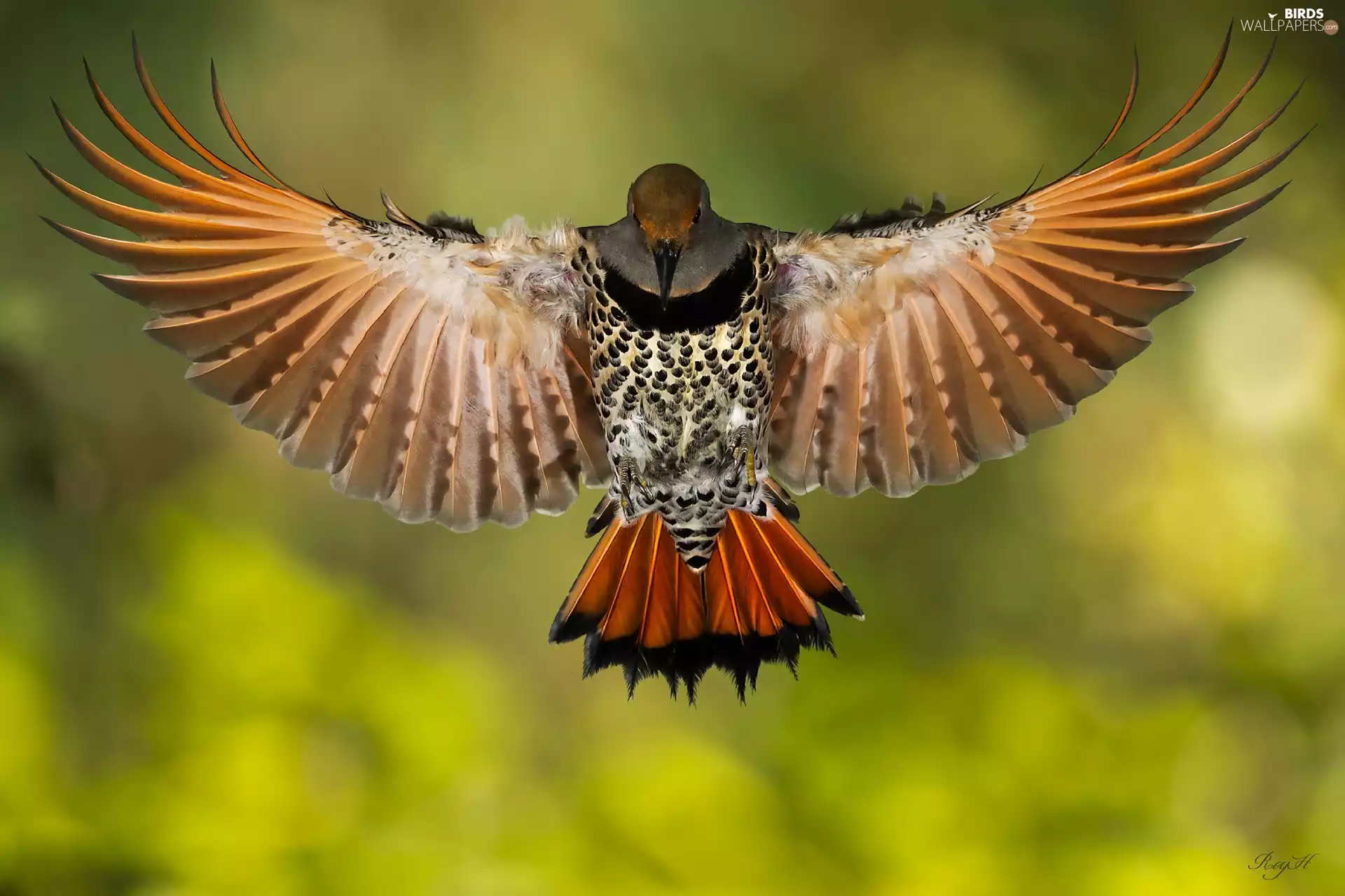 wings, woodpecker, spread