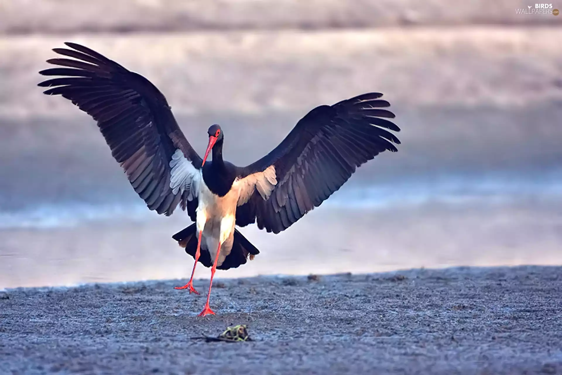 wings, Black, stork