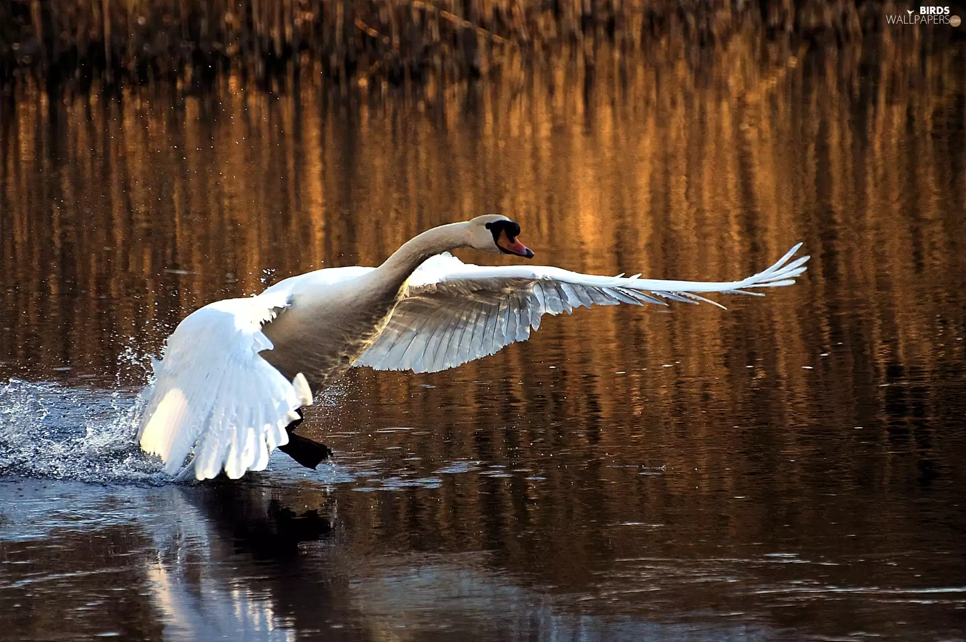 Swans, water, lake, wings