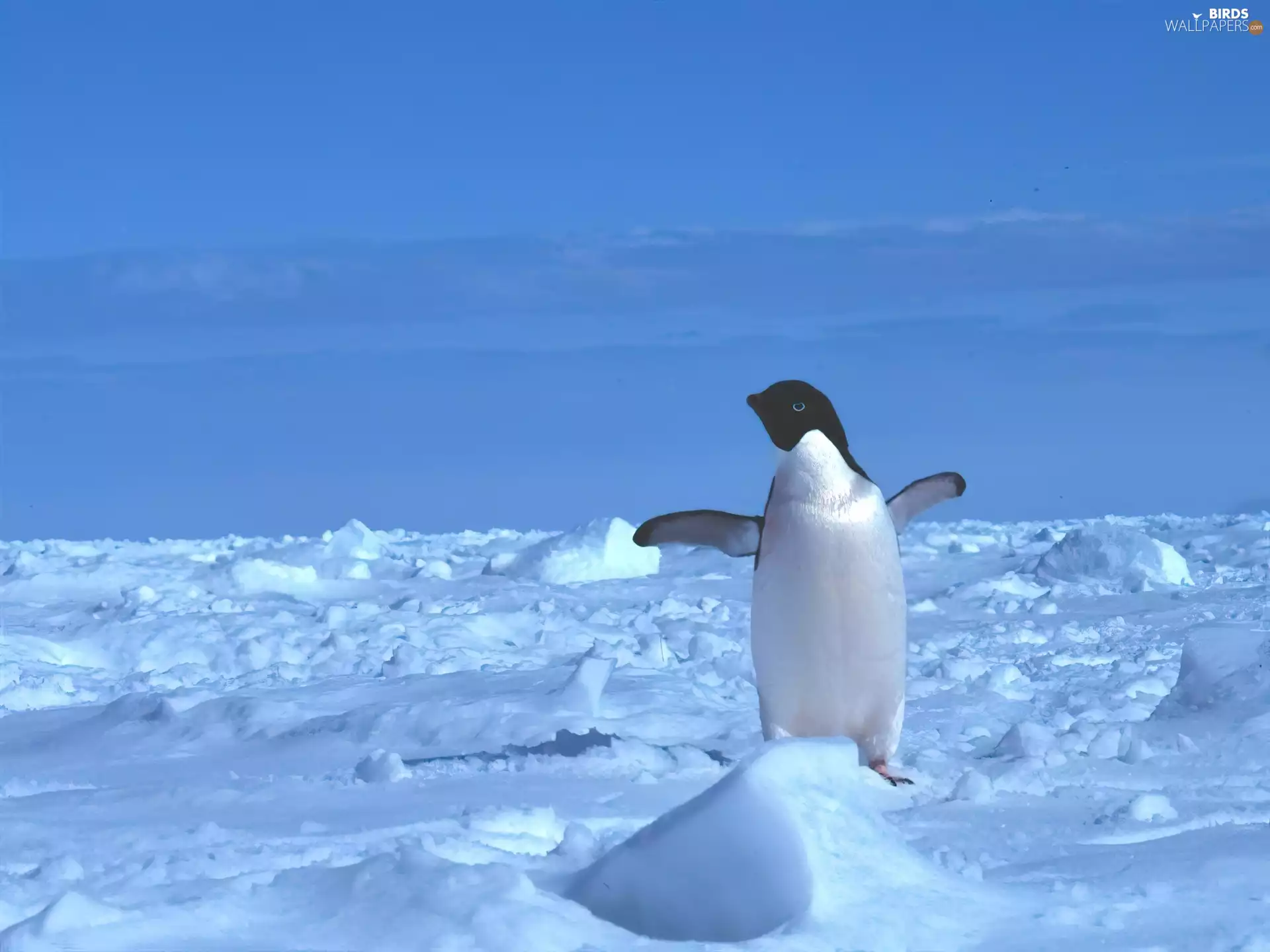 Arctic Zone, pingwin, winter