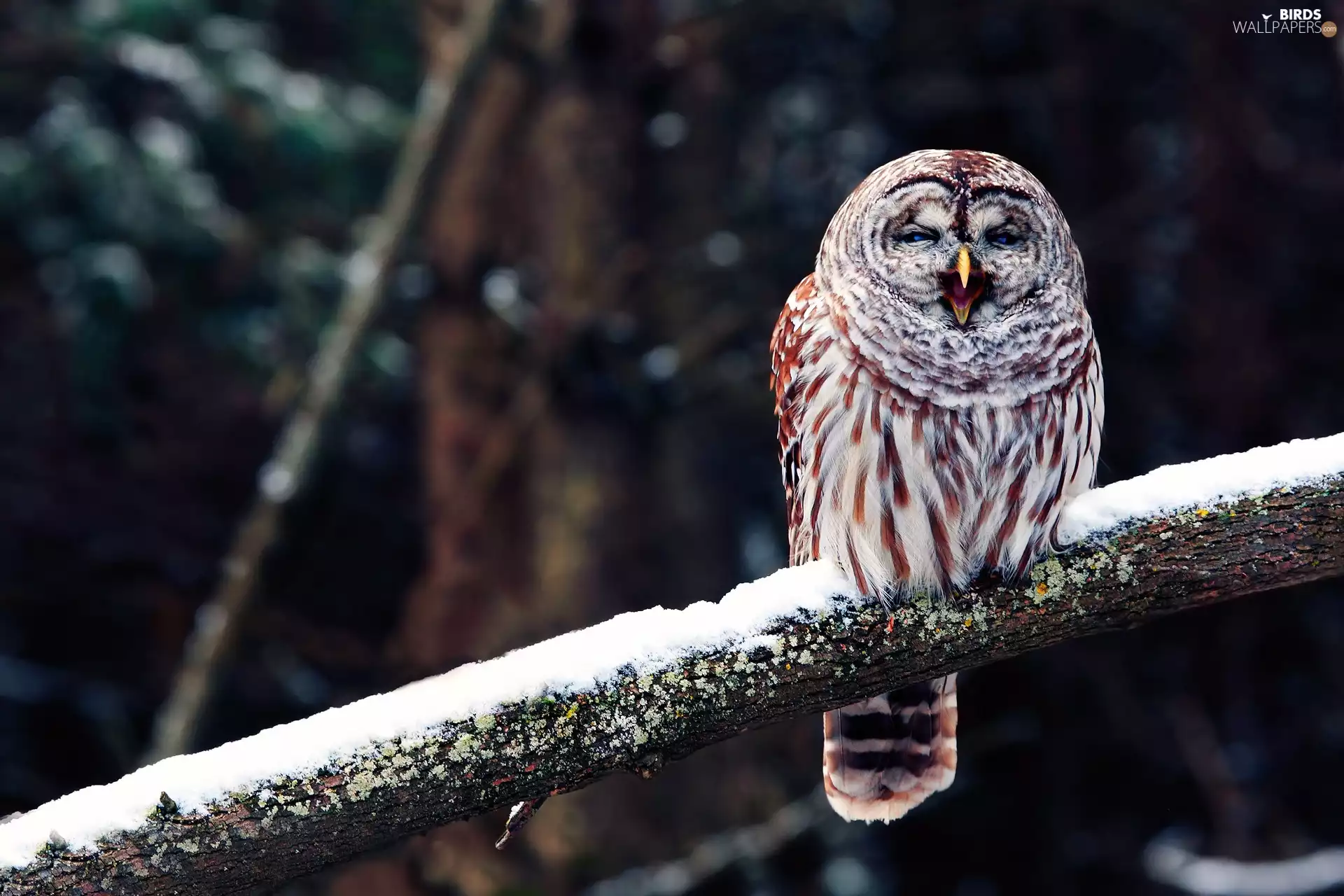 viewes, winter, branch, trees, owl