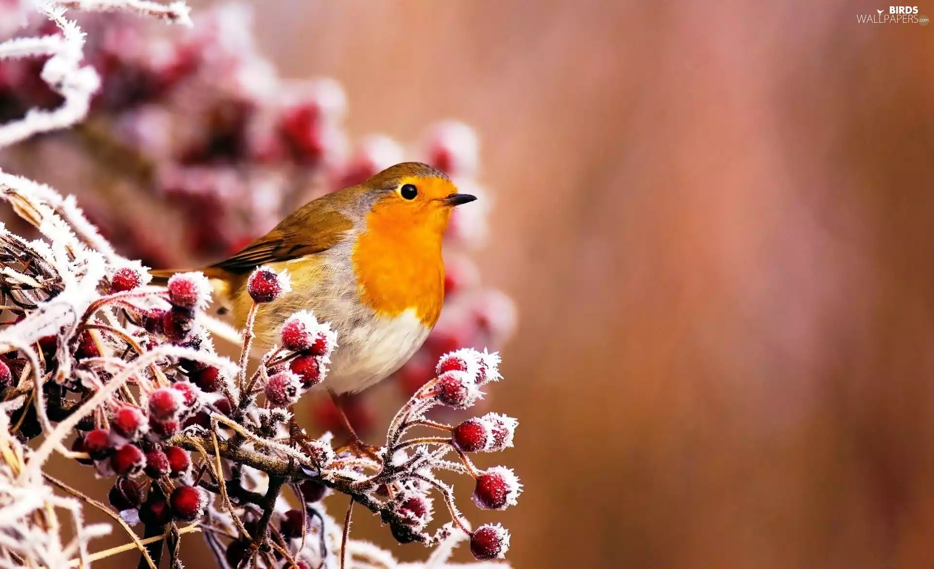 winter, robin, branch