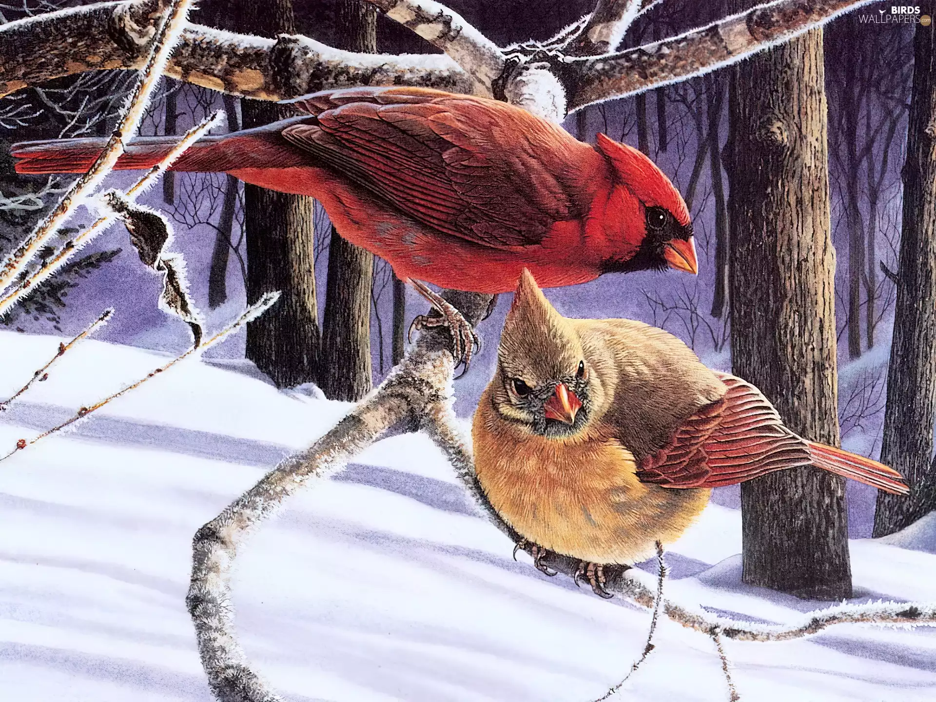winter, birds, Cardinals