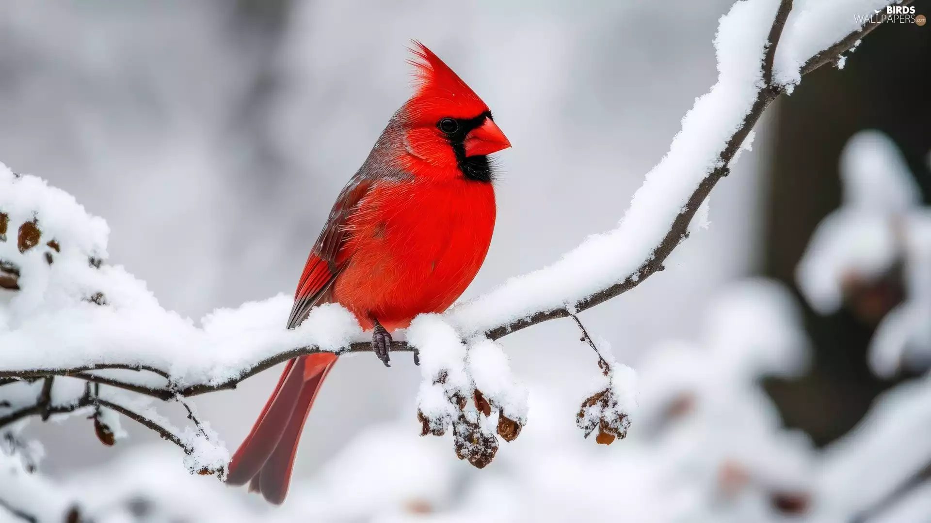 A snow-covered, twig, Bird, Northern Cardinal, winter