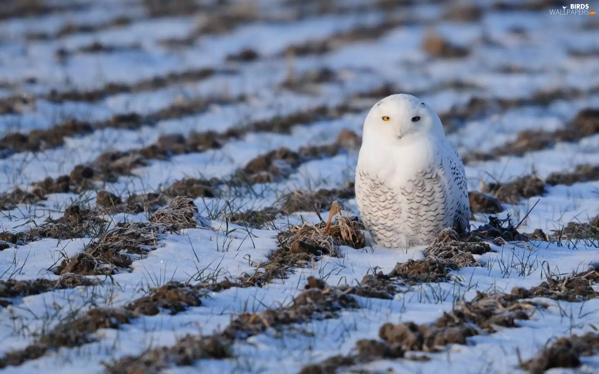 winter, owl, Field