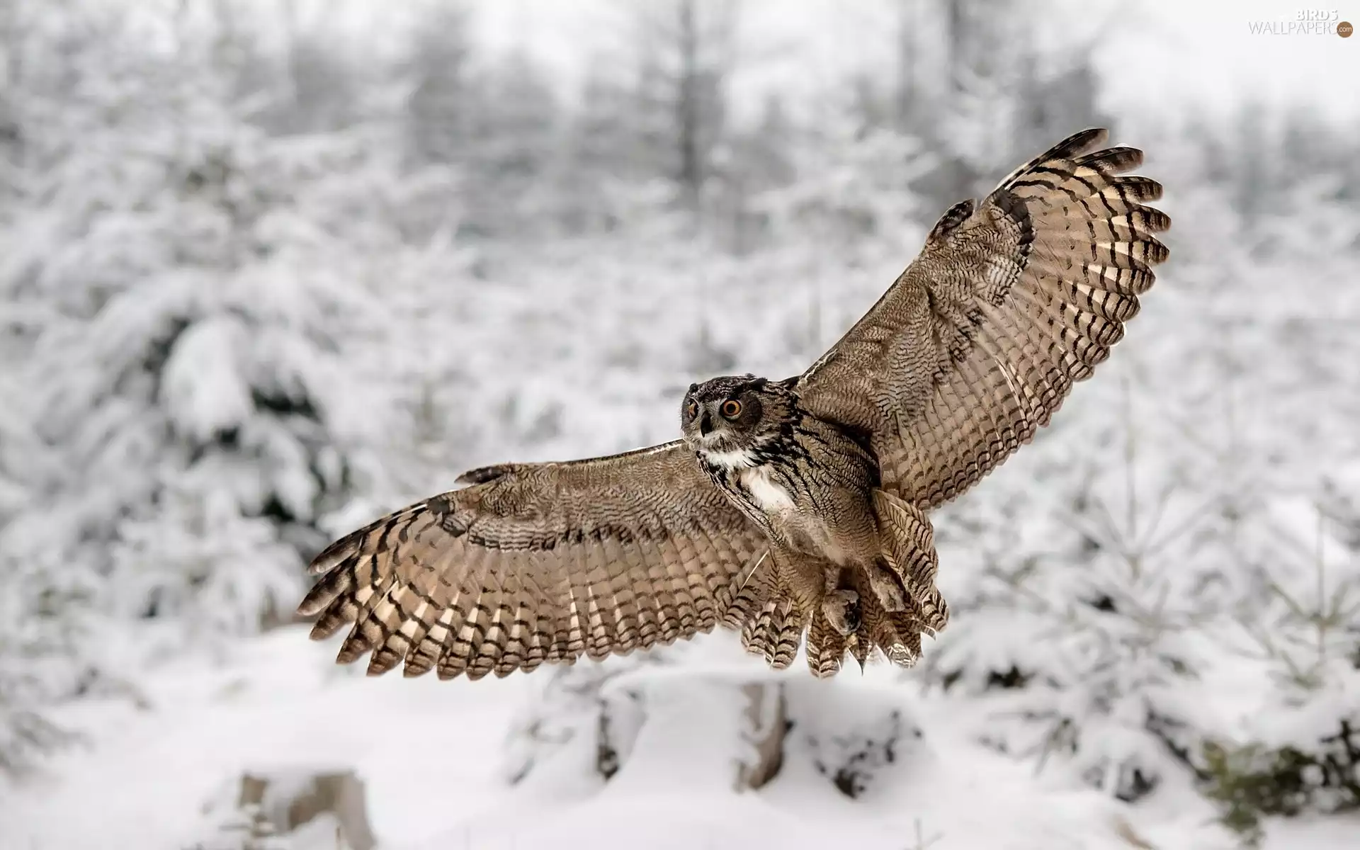 winter, owl, flight