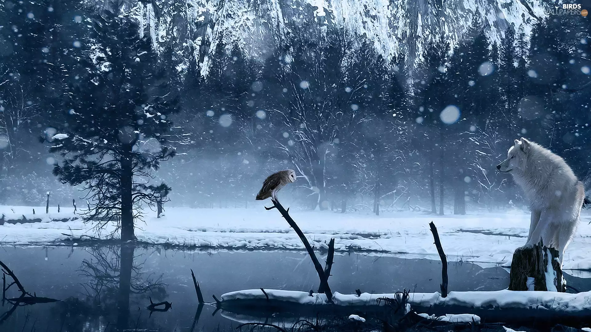 graphics, Wolf, owl, winter