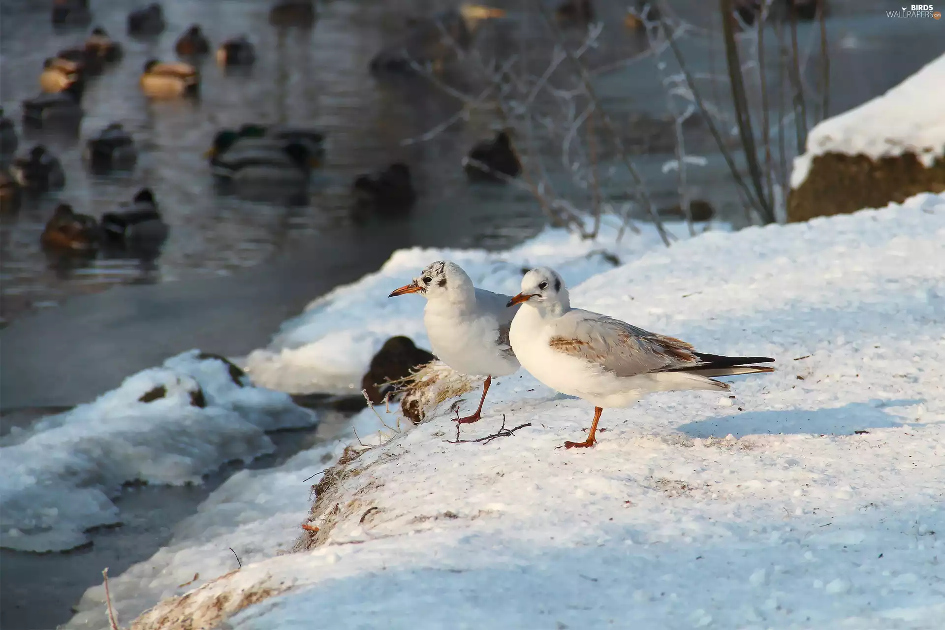 winter, seagull, Gull