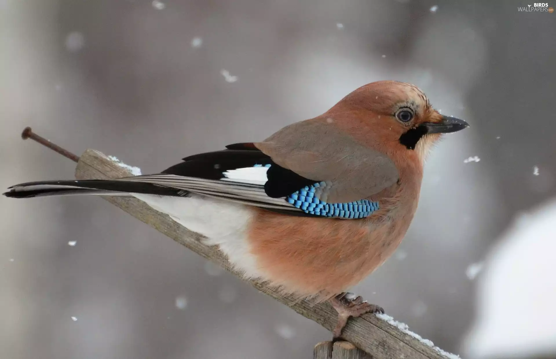 jay, incident, snow, winter