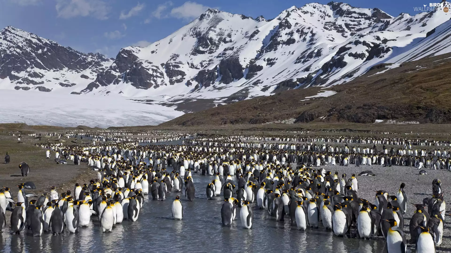 winter, penguin, Mountains