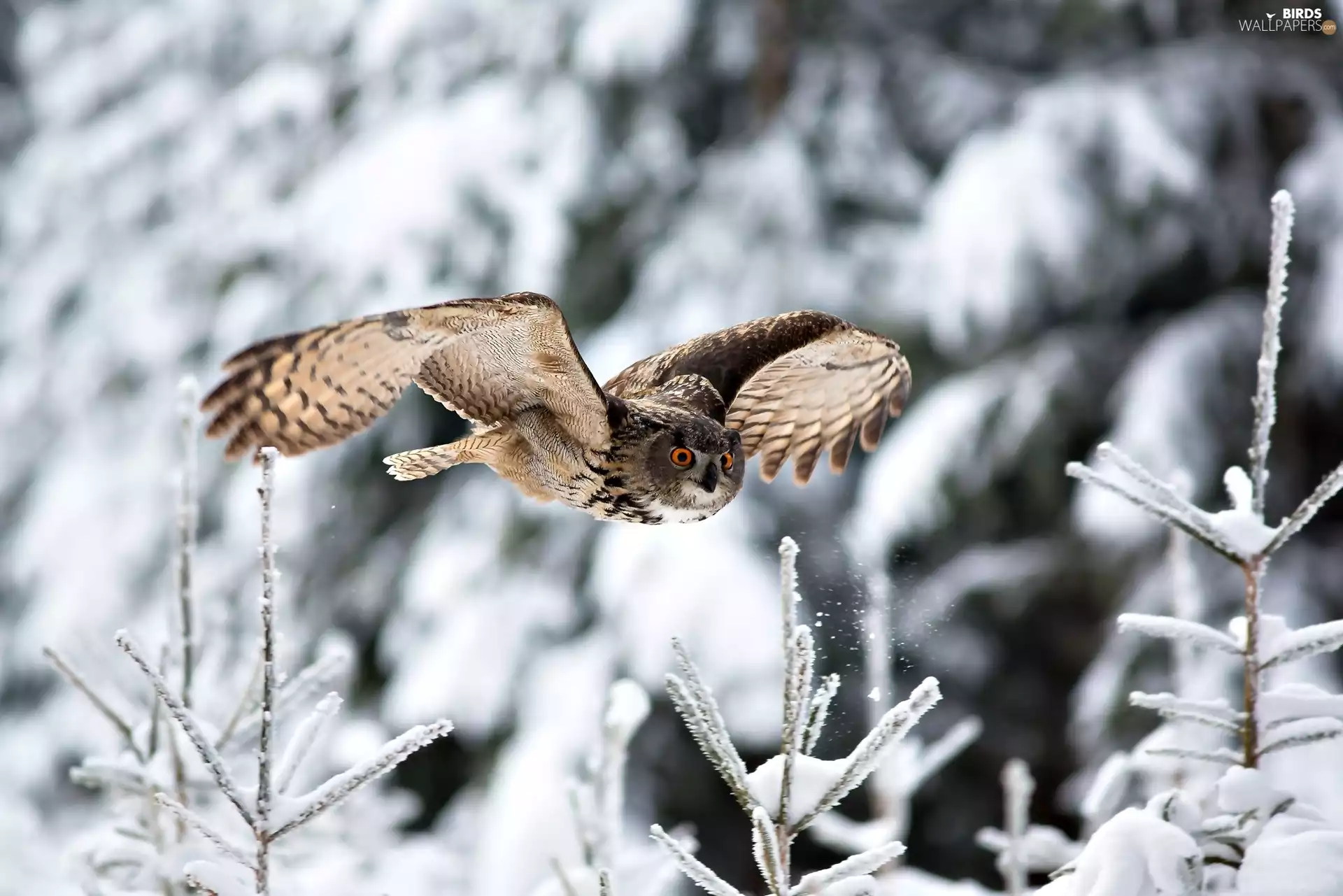 owl, trees, viewes, winter