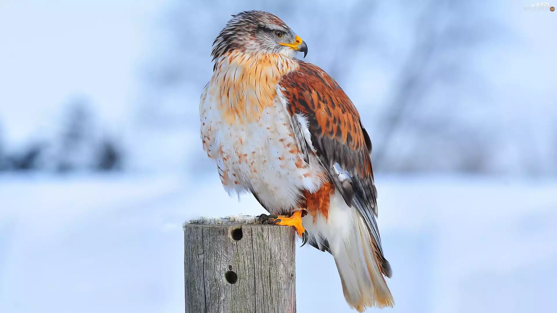 winter, hawk, pile