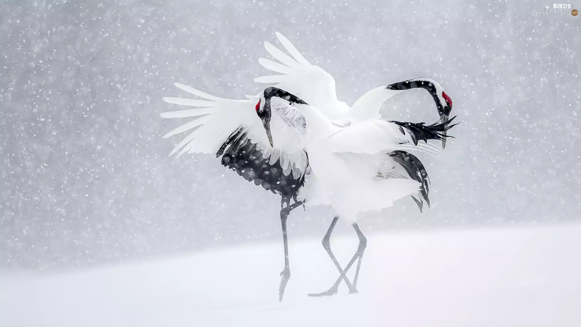 snow, Manchurian Cranes, winter
