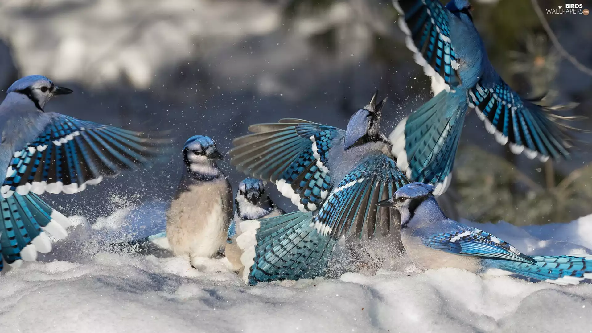 snow, Blue Jay, winter