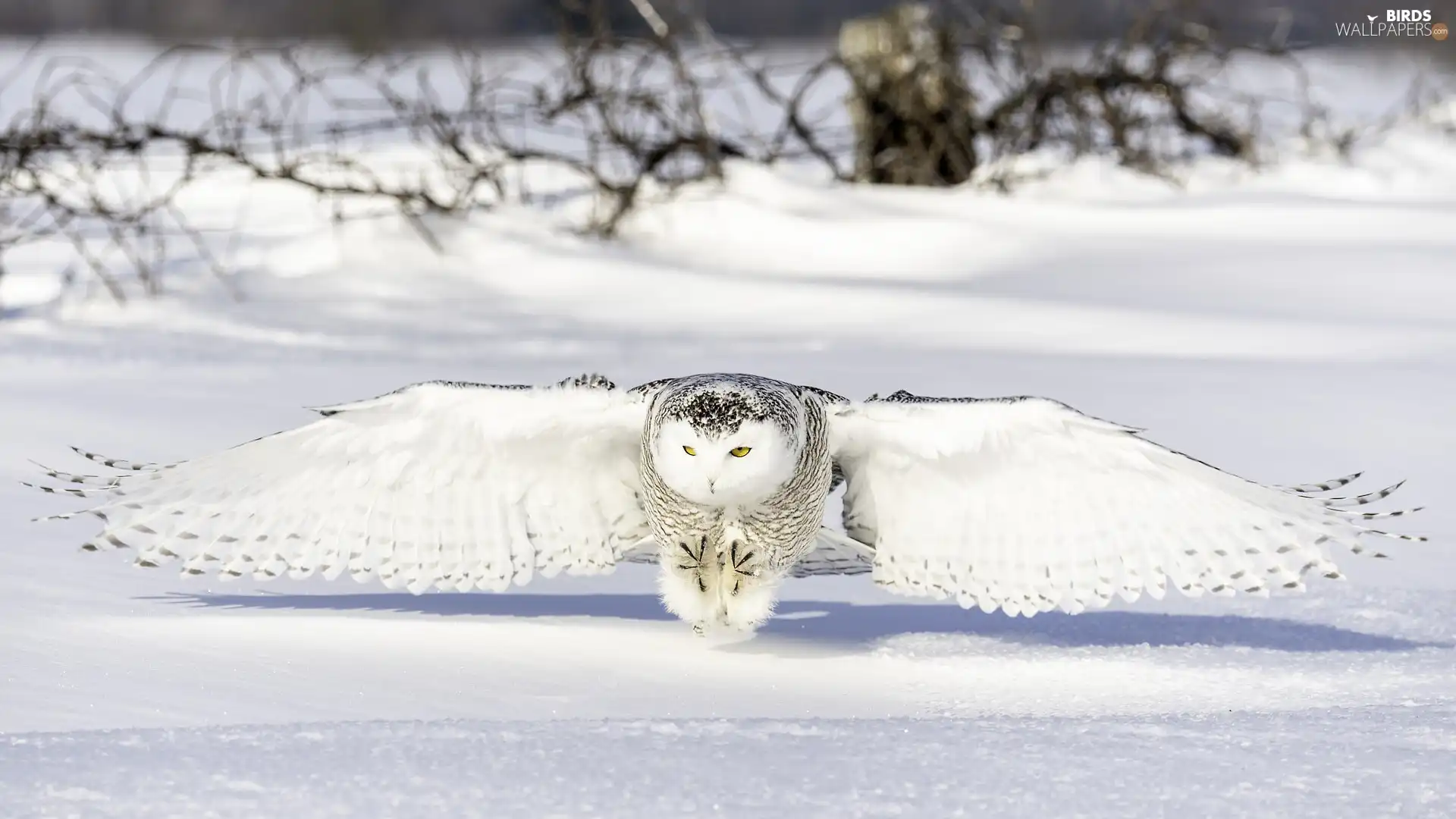 snow, Snowy Owl, winter