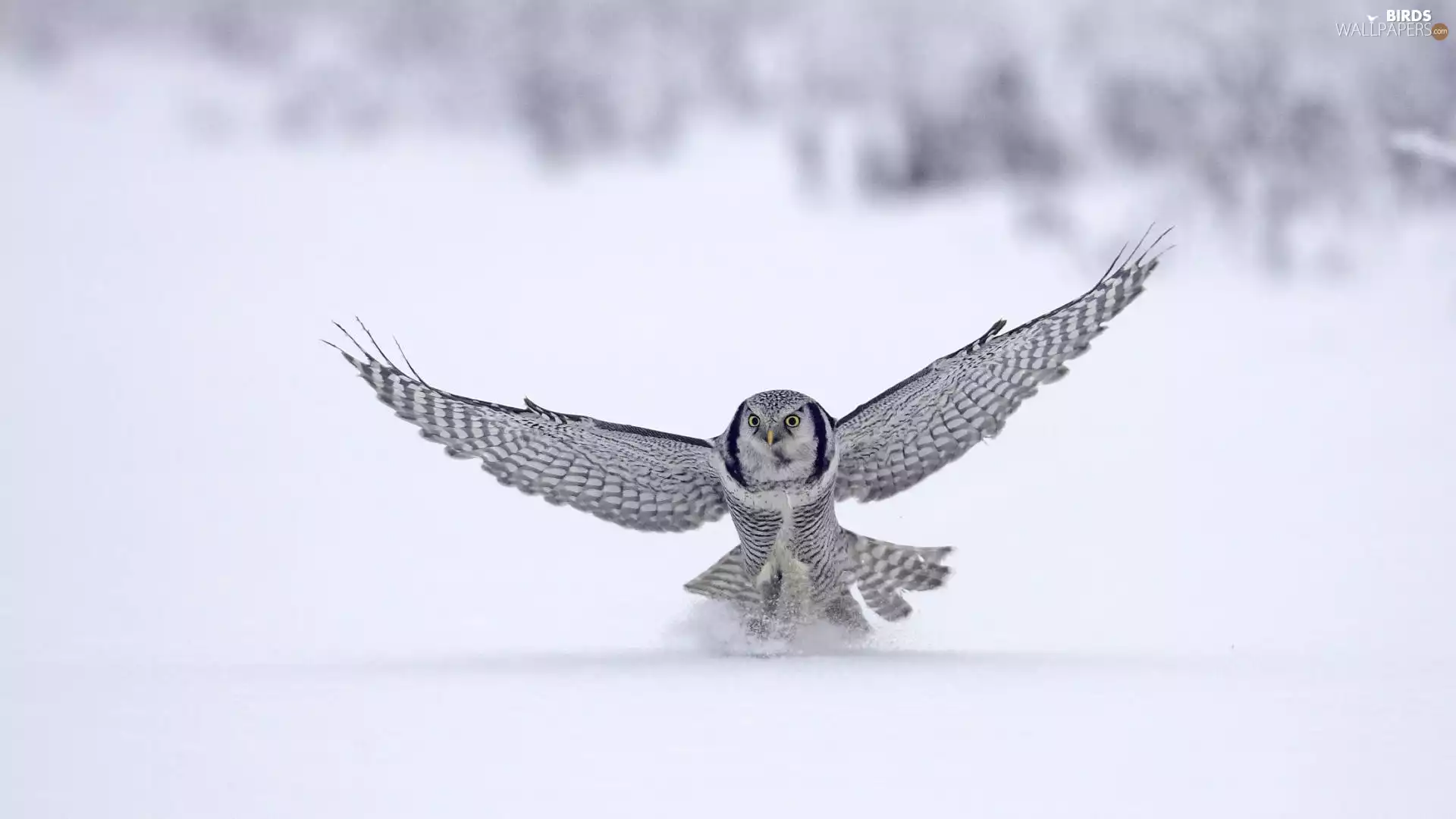 winter, owl, snow