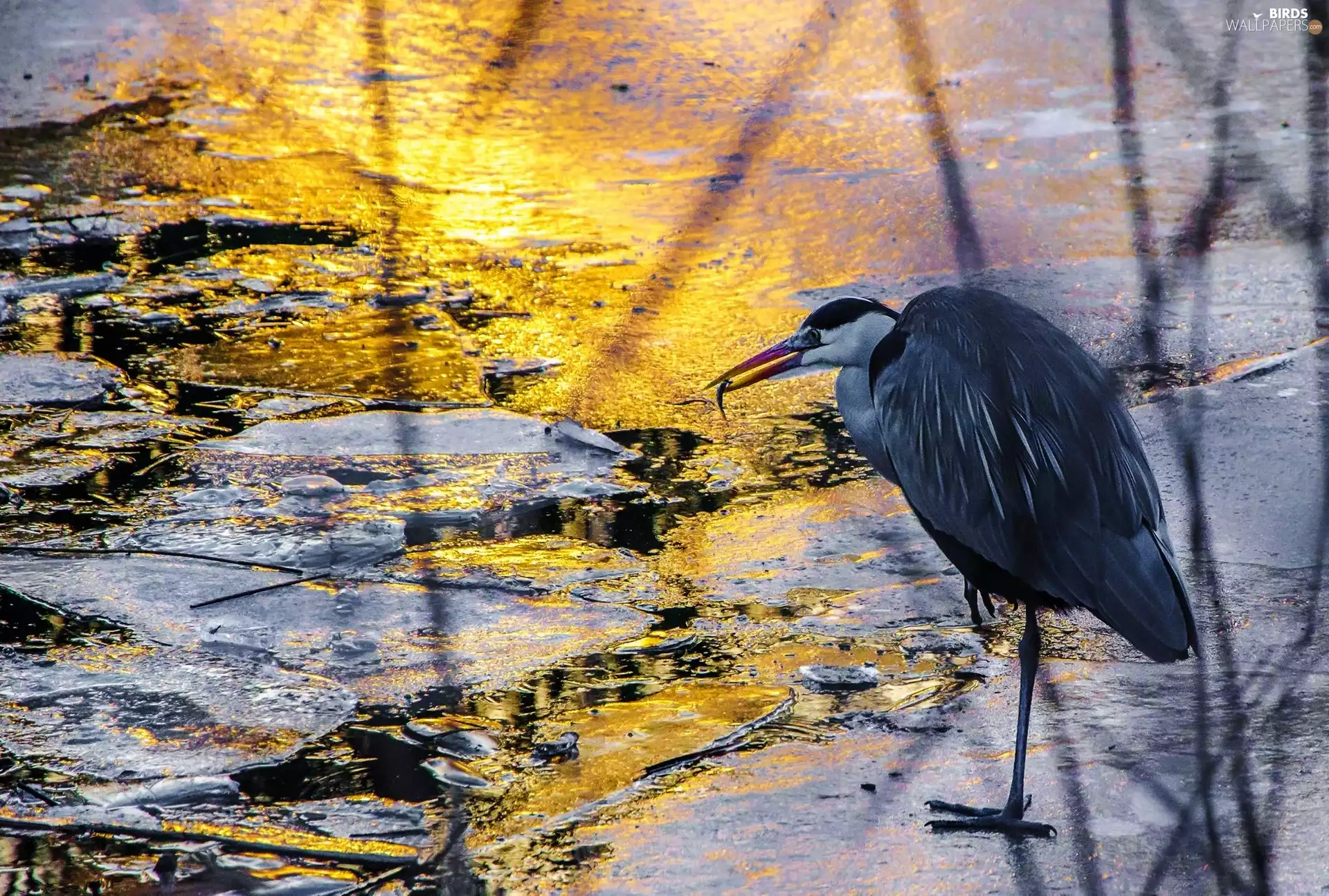 winter, heron, stream