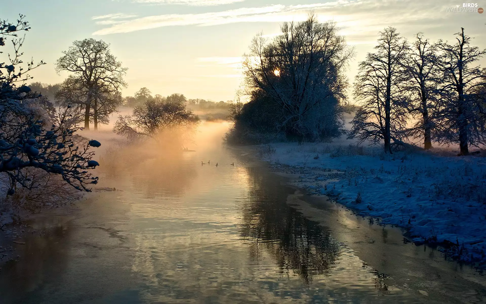 viewes, River, ducks, winter, Fog, trees