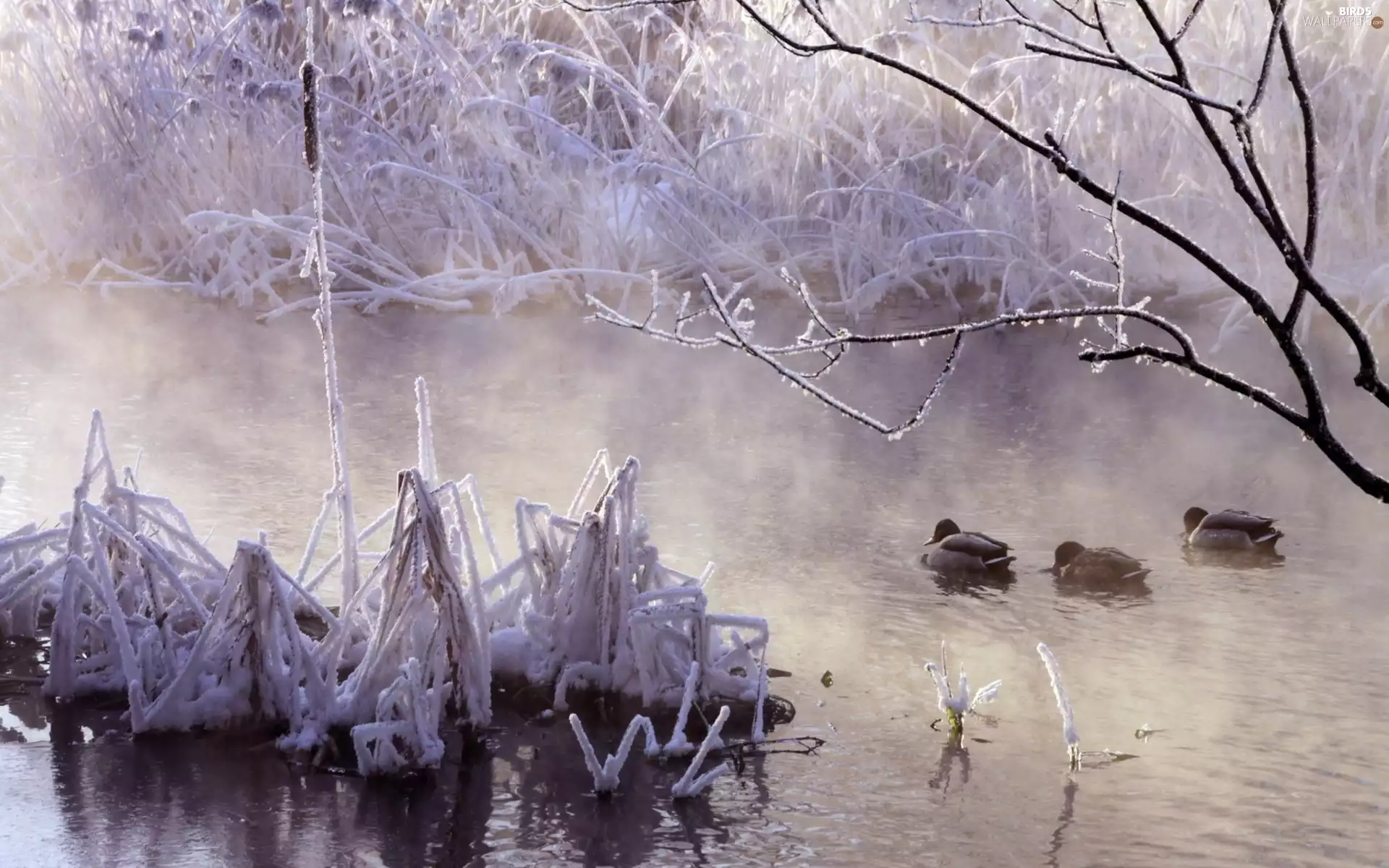 ducks, winter, trees, viewes, River