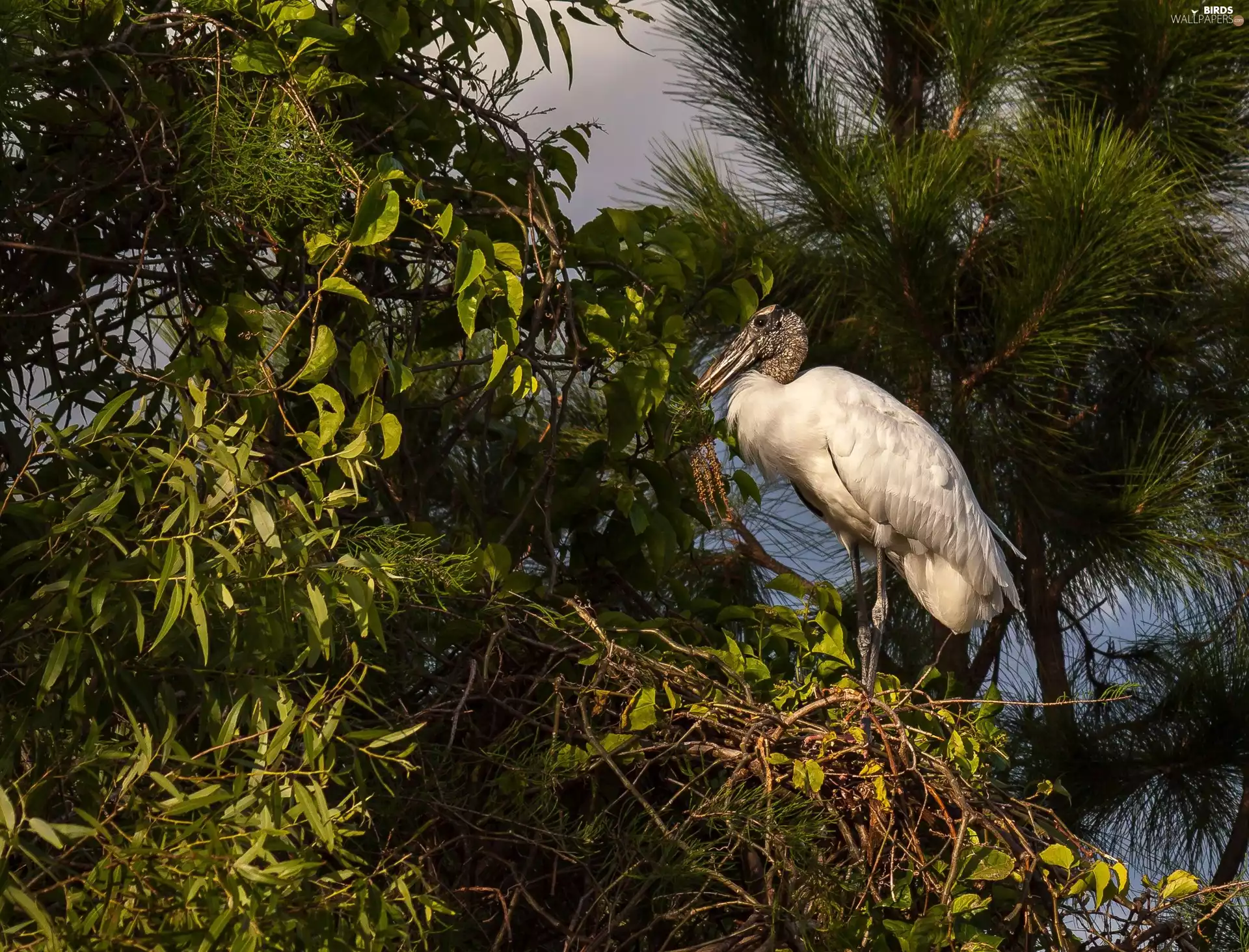 trees, viewes, stork, Wood Stork, Bird