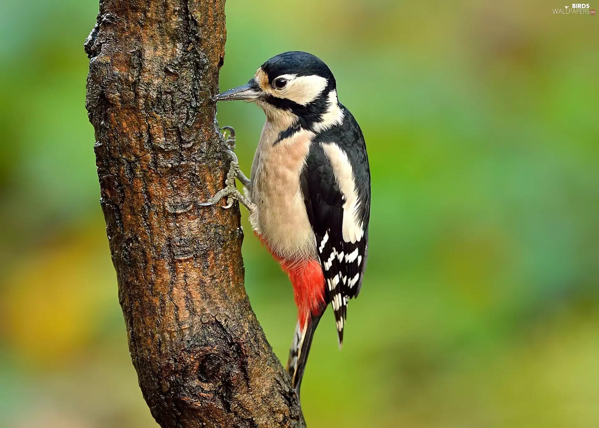 Woodpecker, Bird