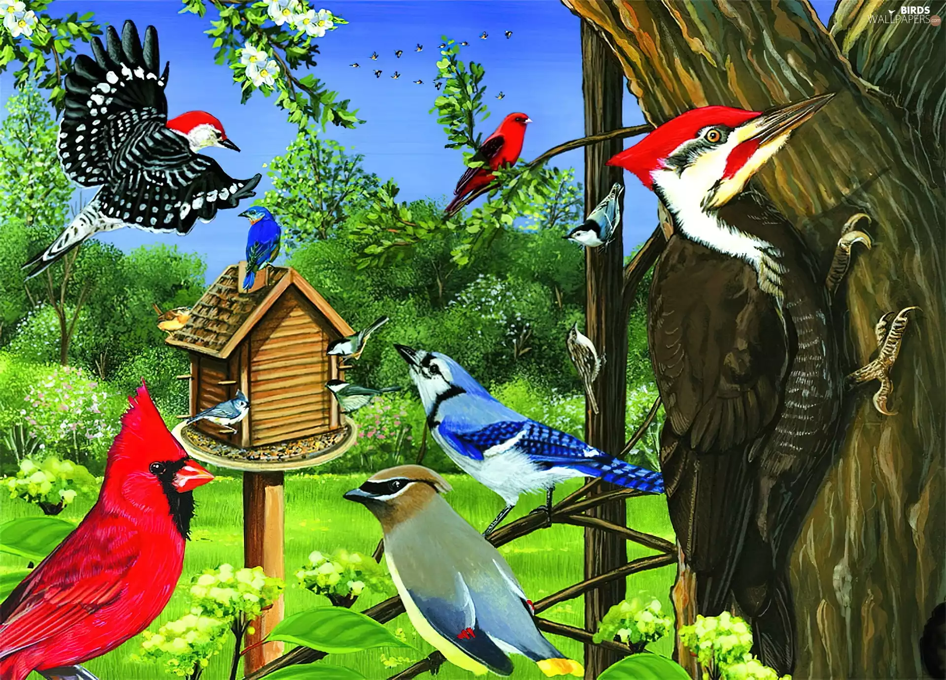 birds, cardinal, Bird, woodpecker