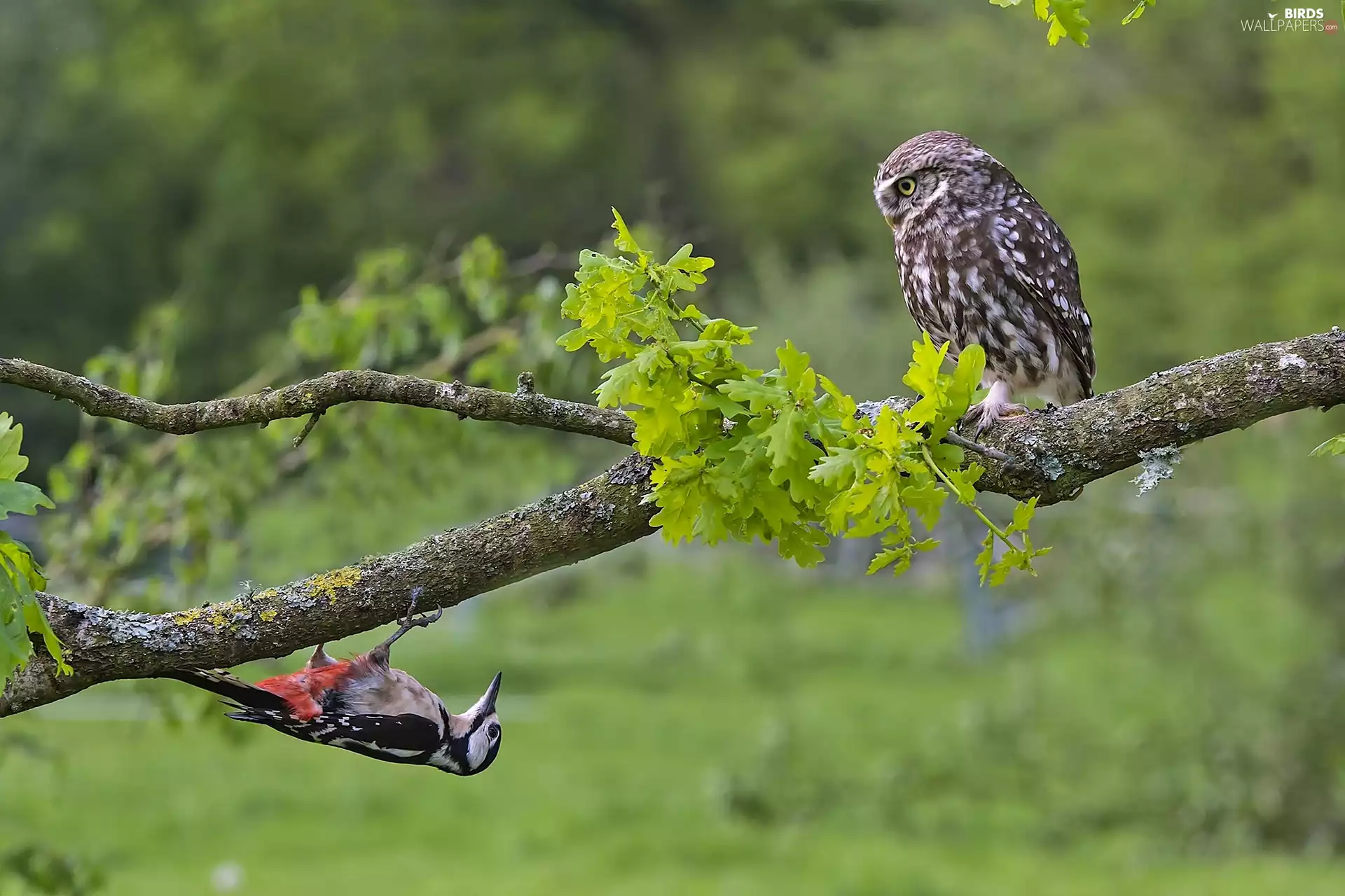 owl, woodpecker, branch, Little Owl